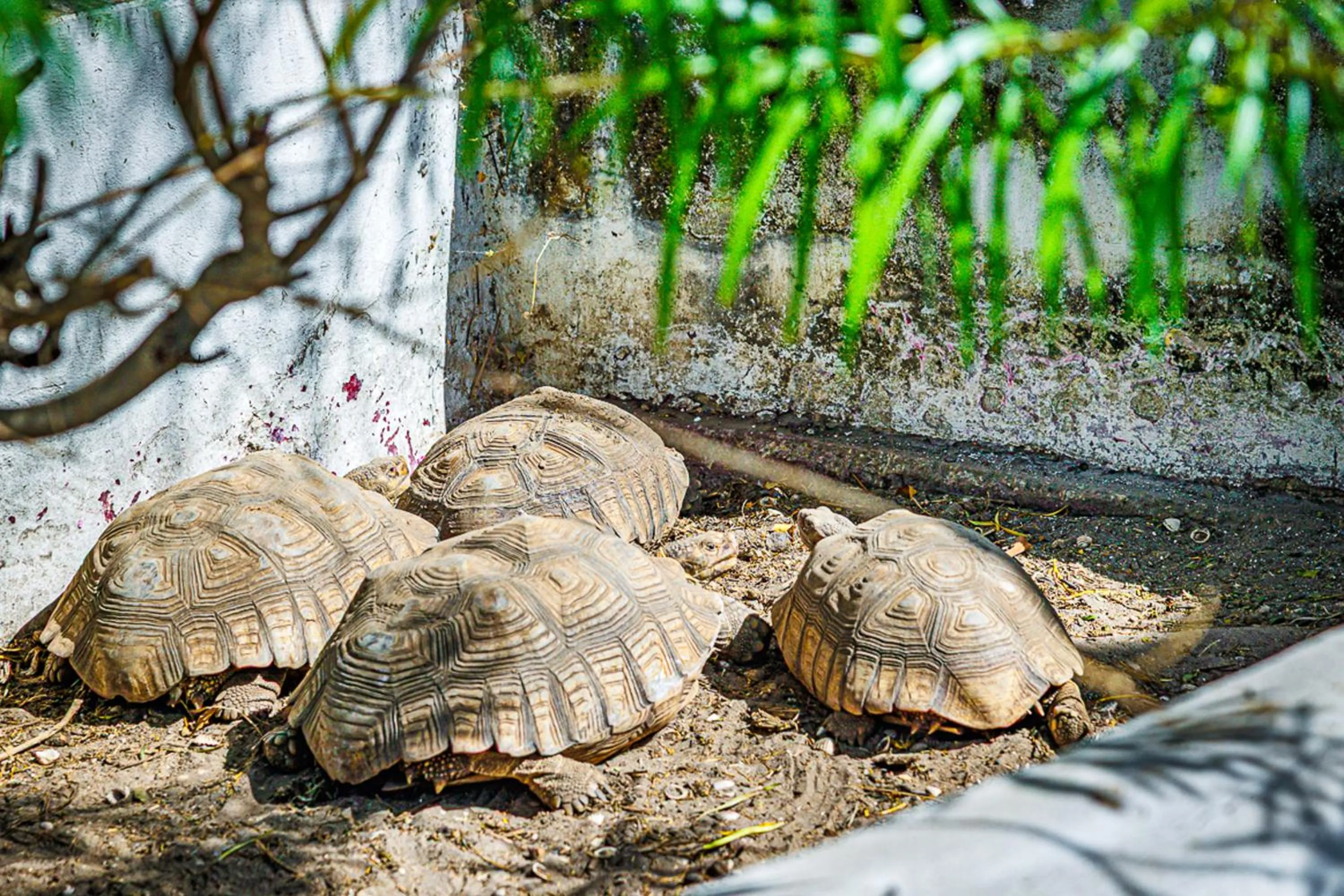 Animals in Keur Saloum Resort
