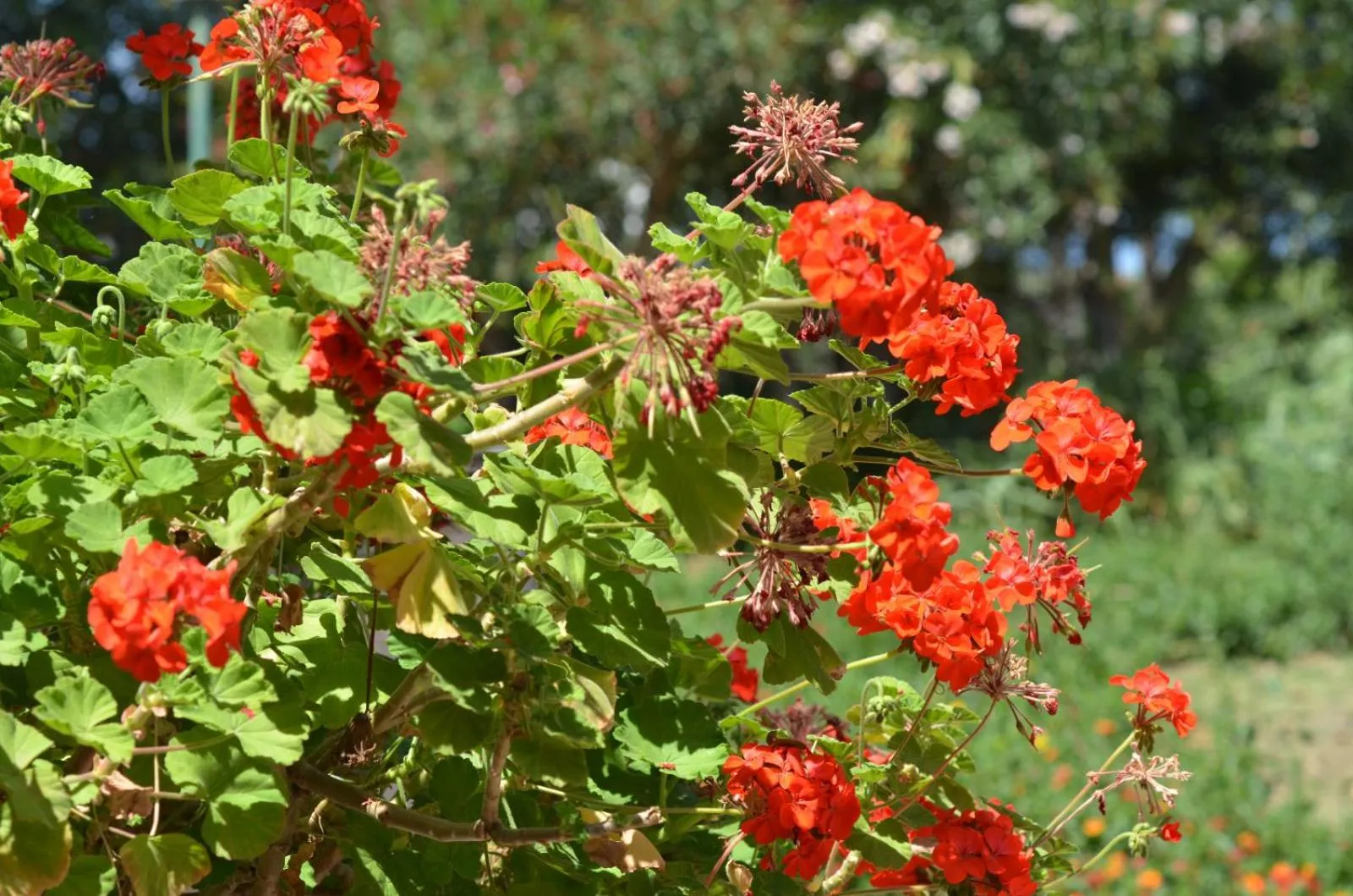 Garden view in Villa Teti - Sicilia