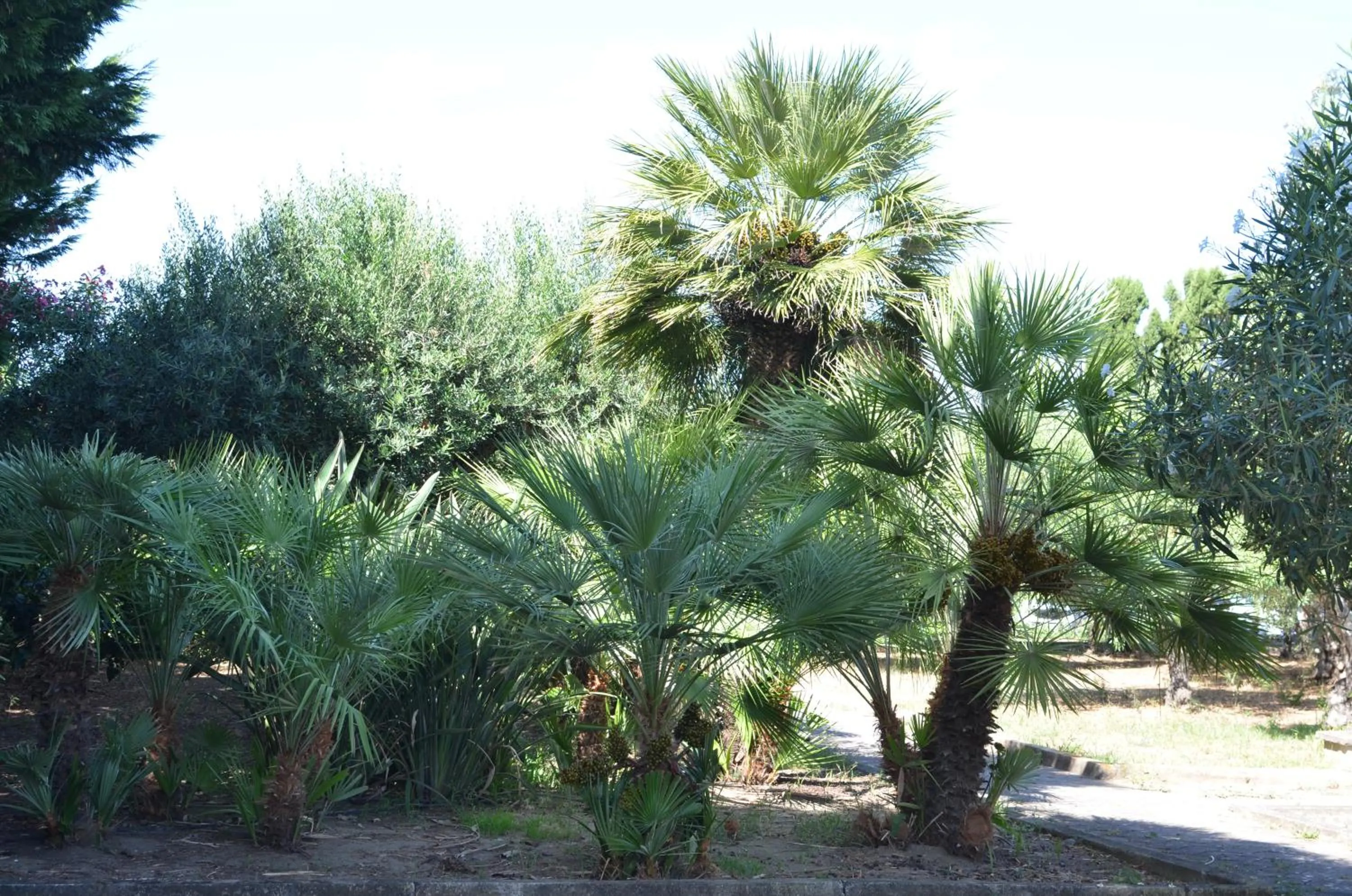 Garden in Villa Teti - Sicilia