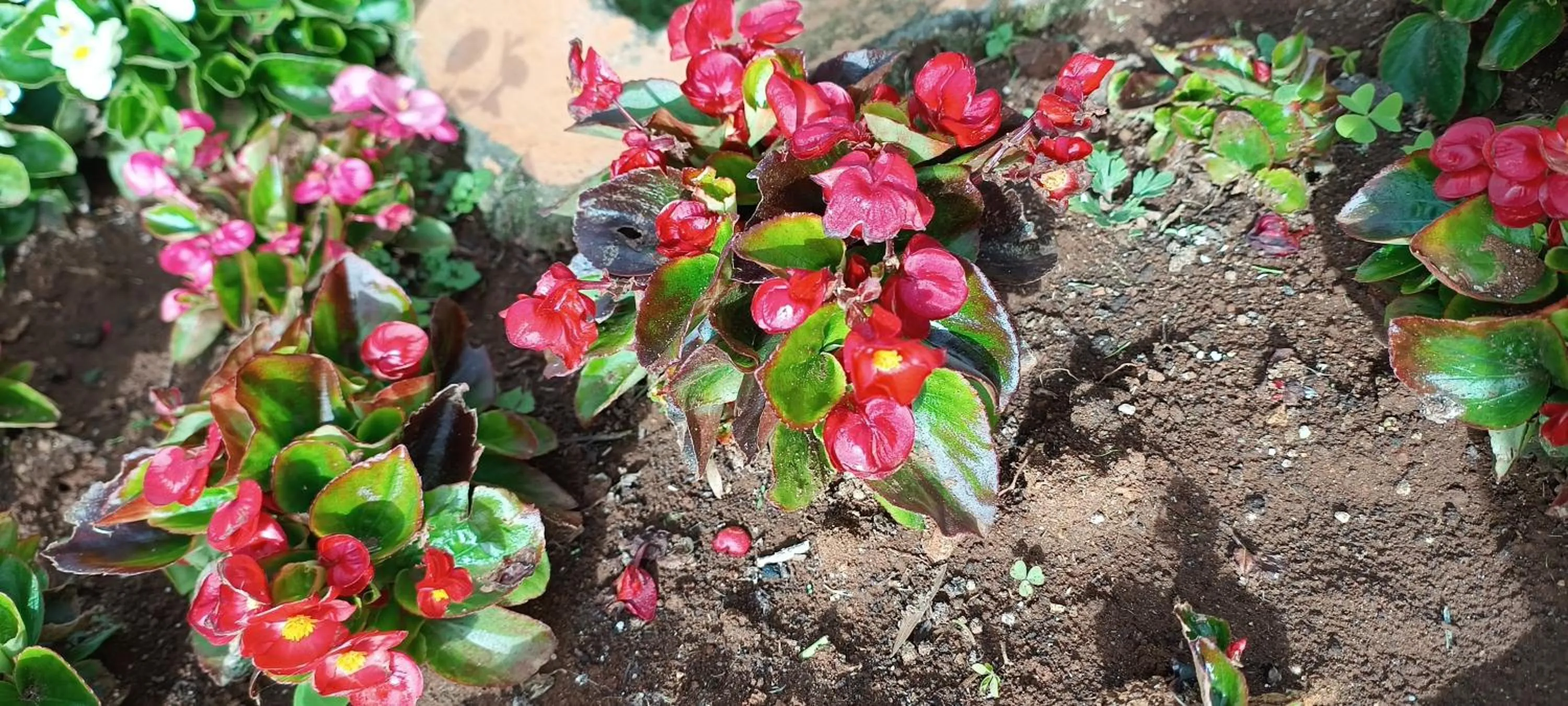 Garden in Yantra Resort, Ooty