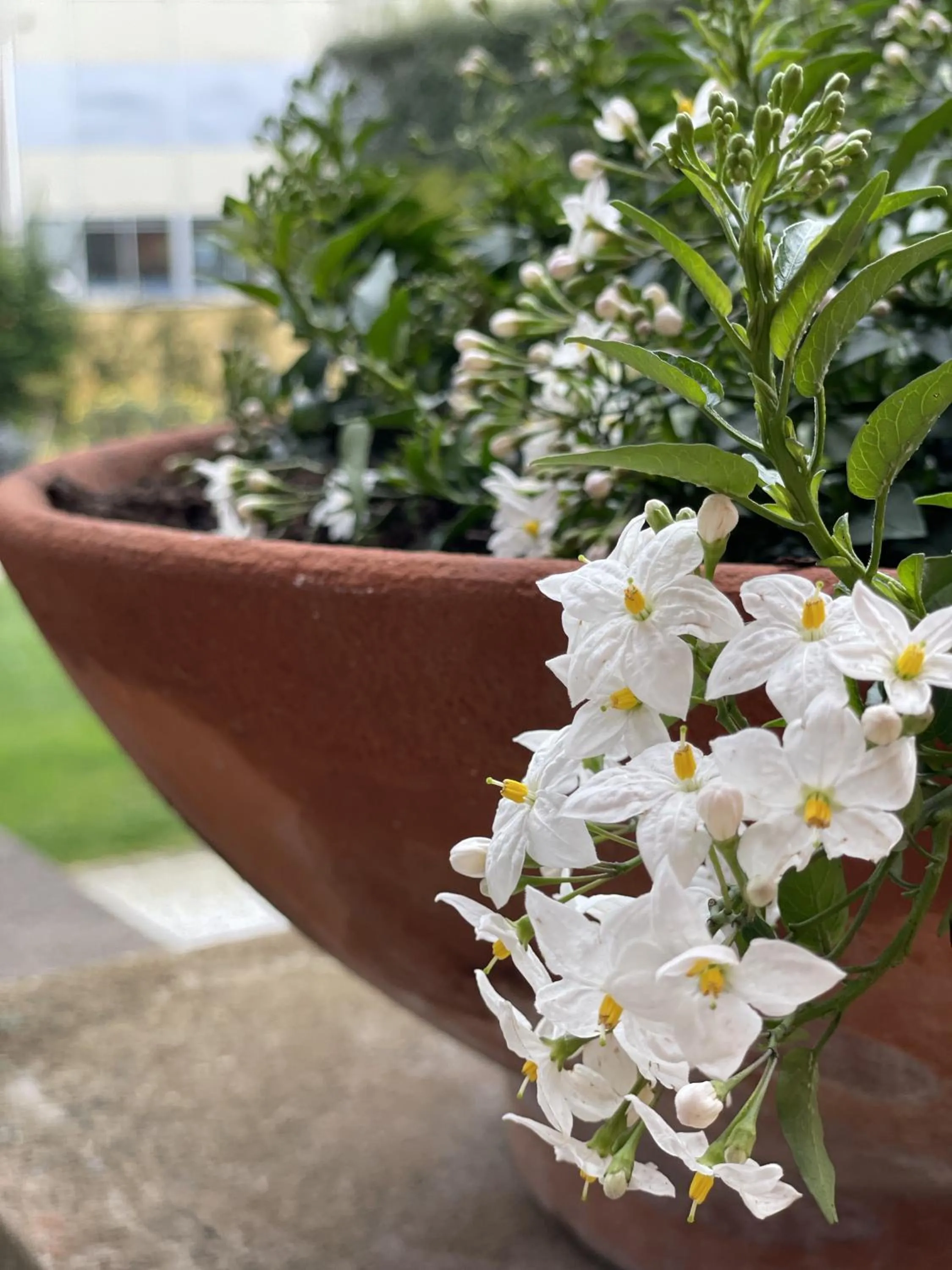 Garden in The Rif - Boutique Hotel