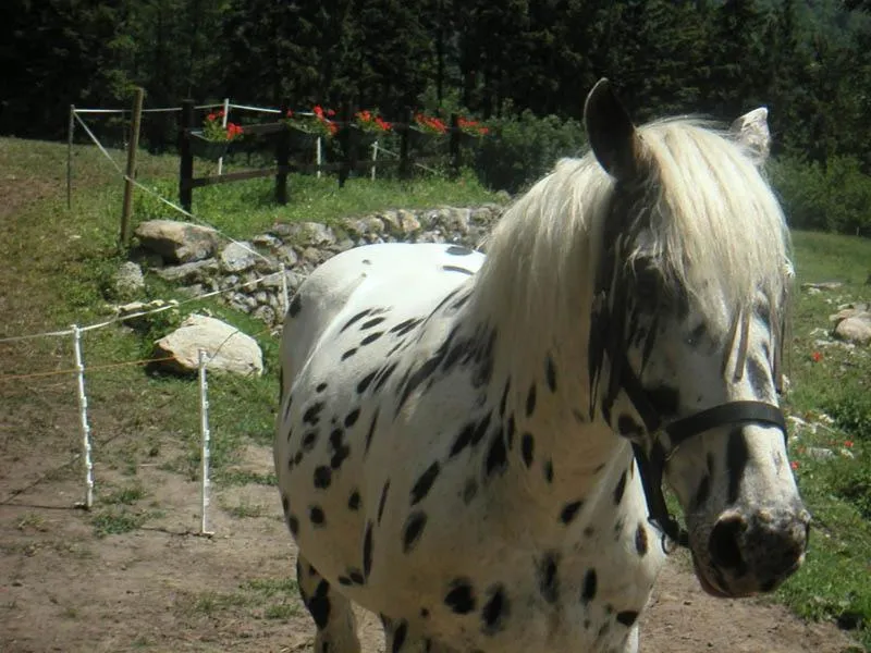 Animals in Domaine de la Safranière - Chambre d'hote