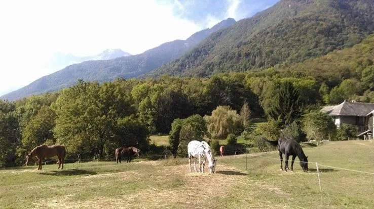 Animals in Domaine de la Safranière - Chambre d'hote
