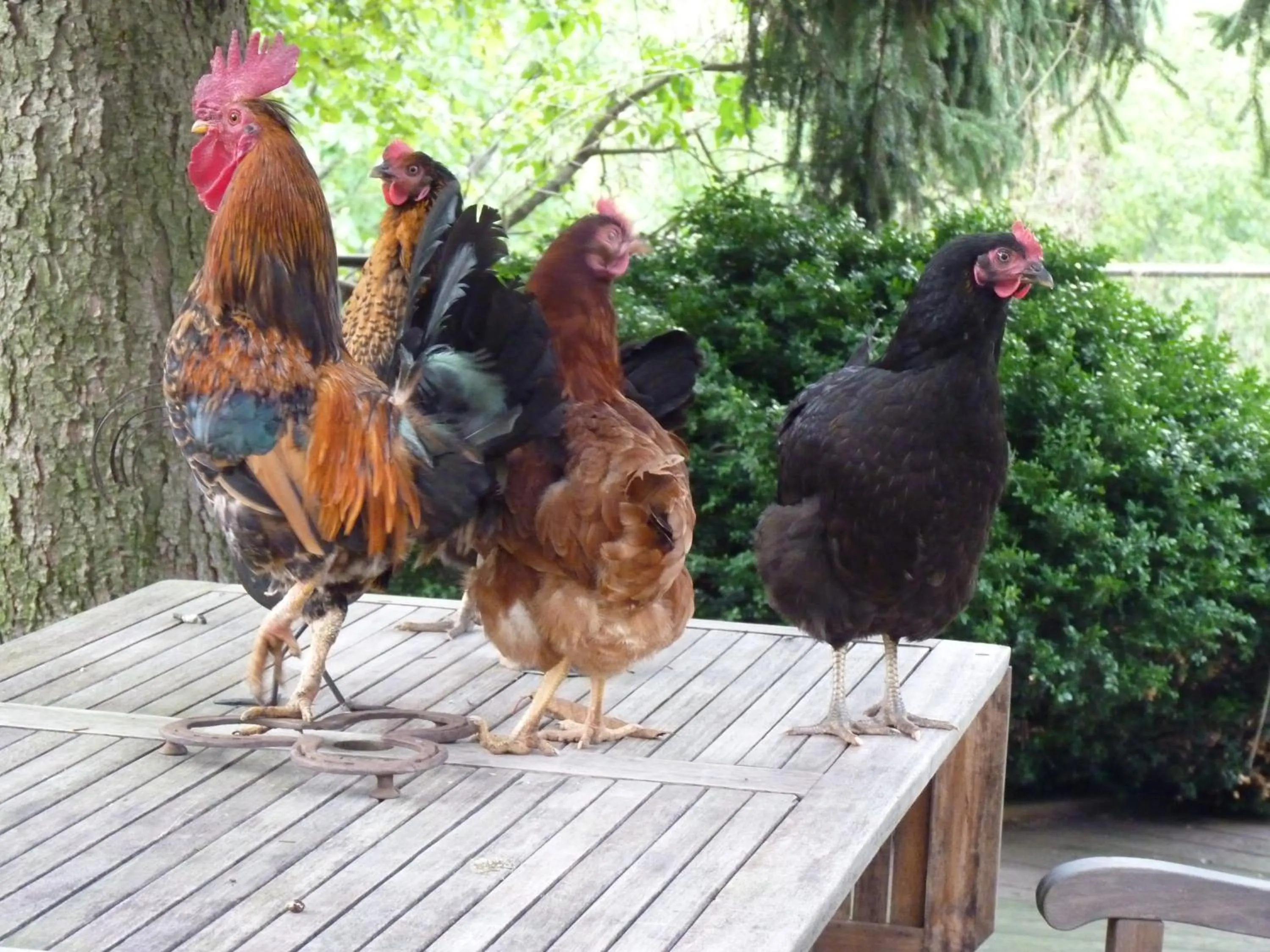 Animals in Domaine de la Safranière - Chambre d'hote