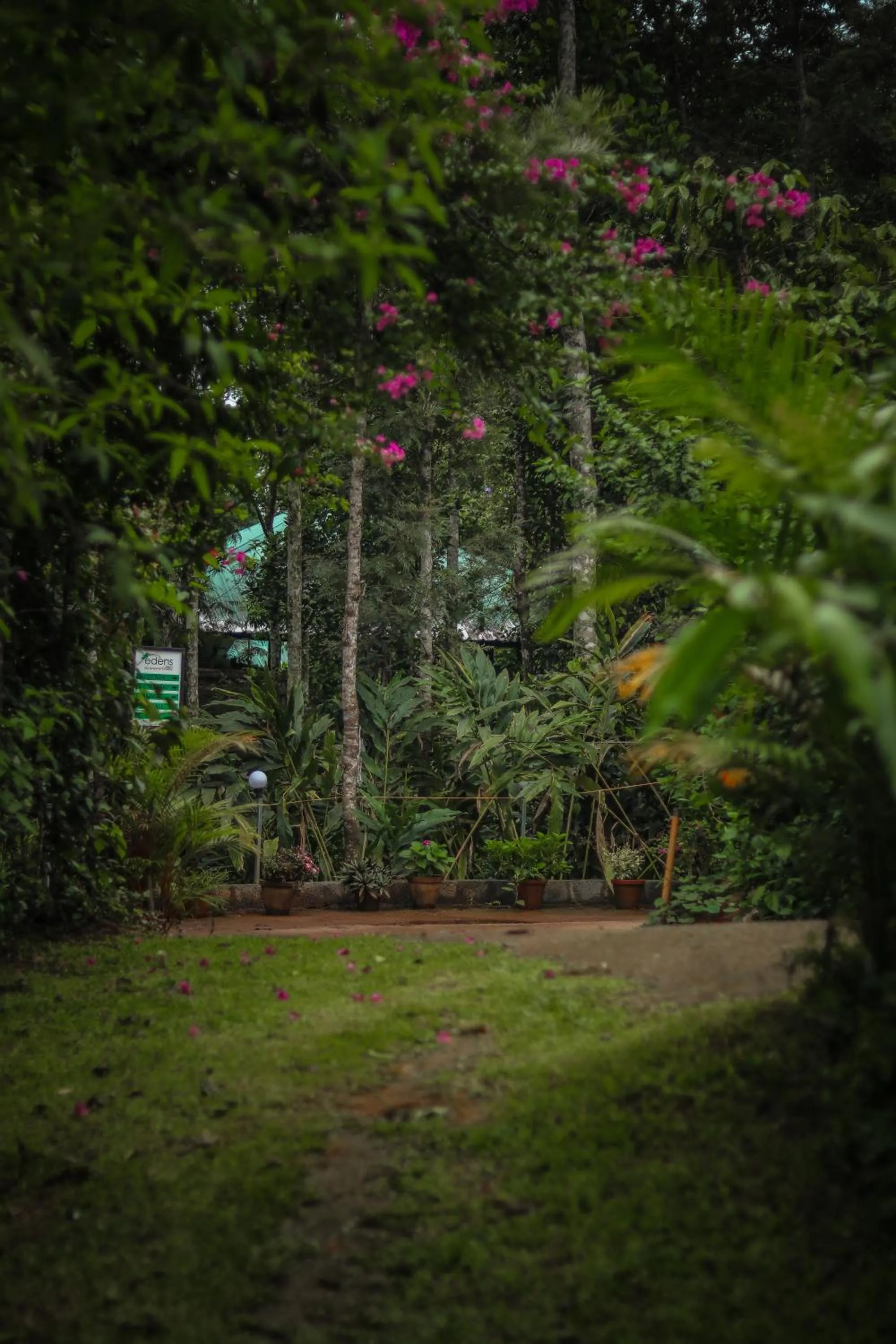 Garden in Edens Munnar