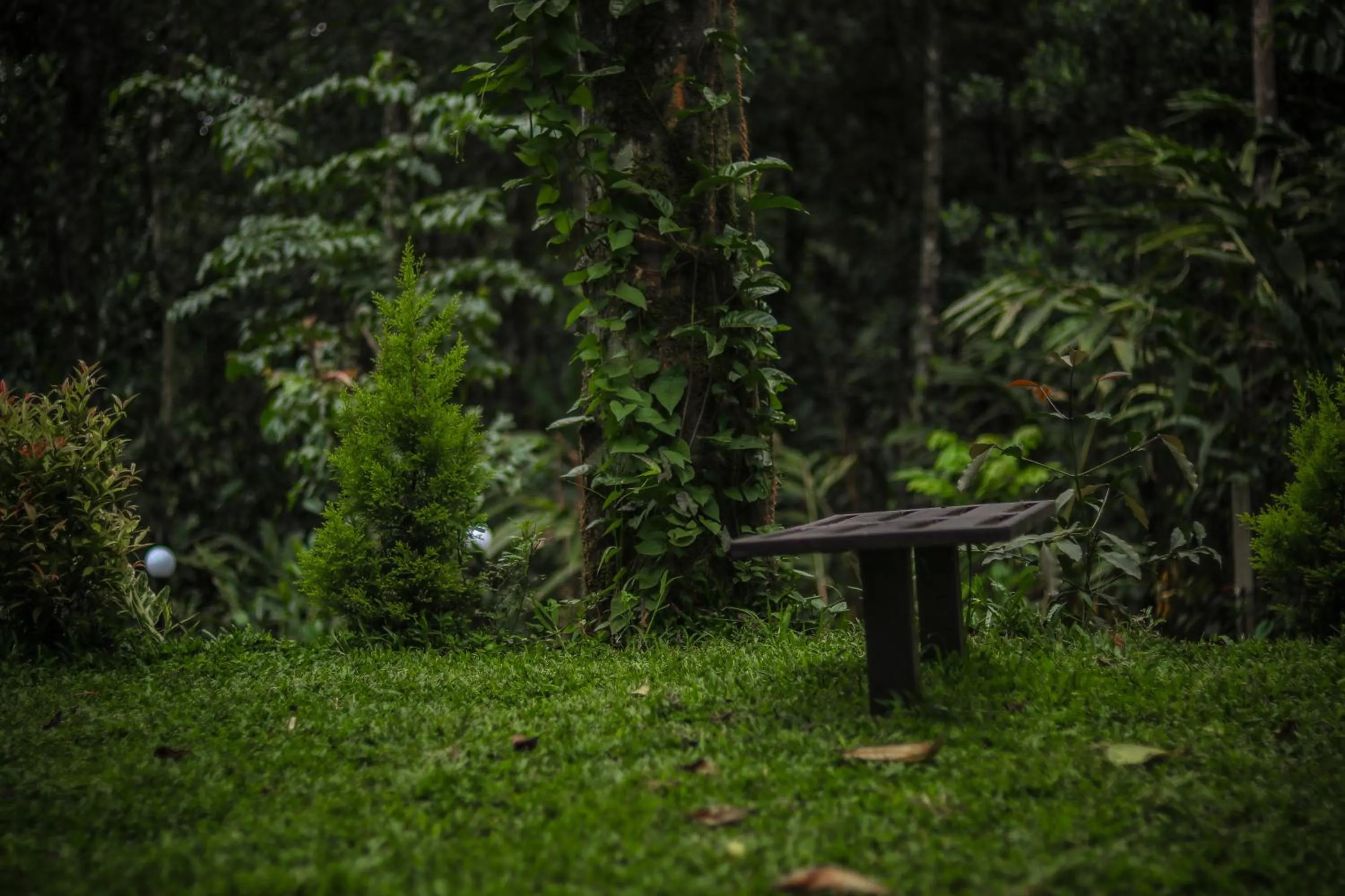 Garden in Edens Munnar