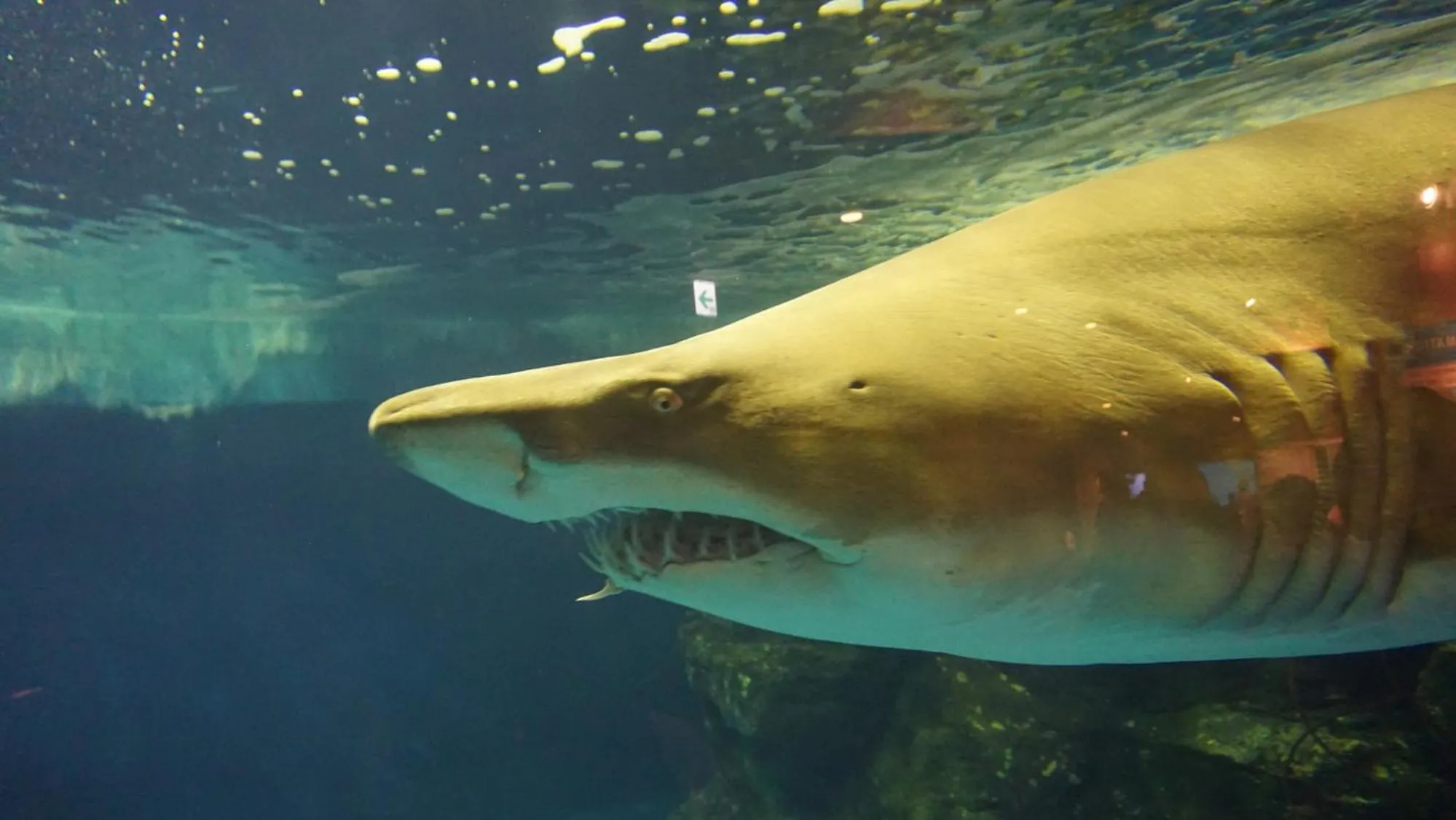 Nearby landmark in Toyoko Inn Tokyo Shinagawa Konan-guchi Tennozu Isle