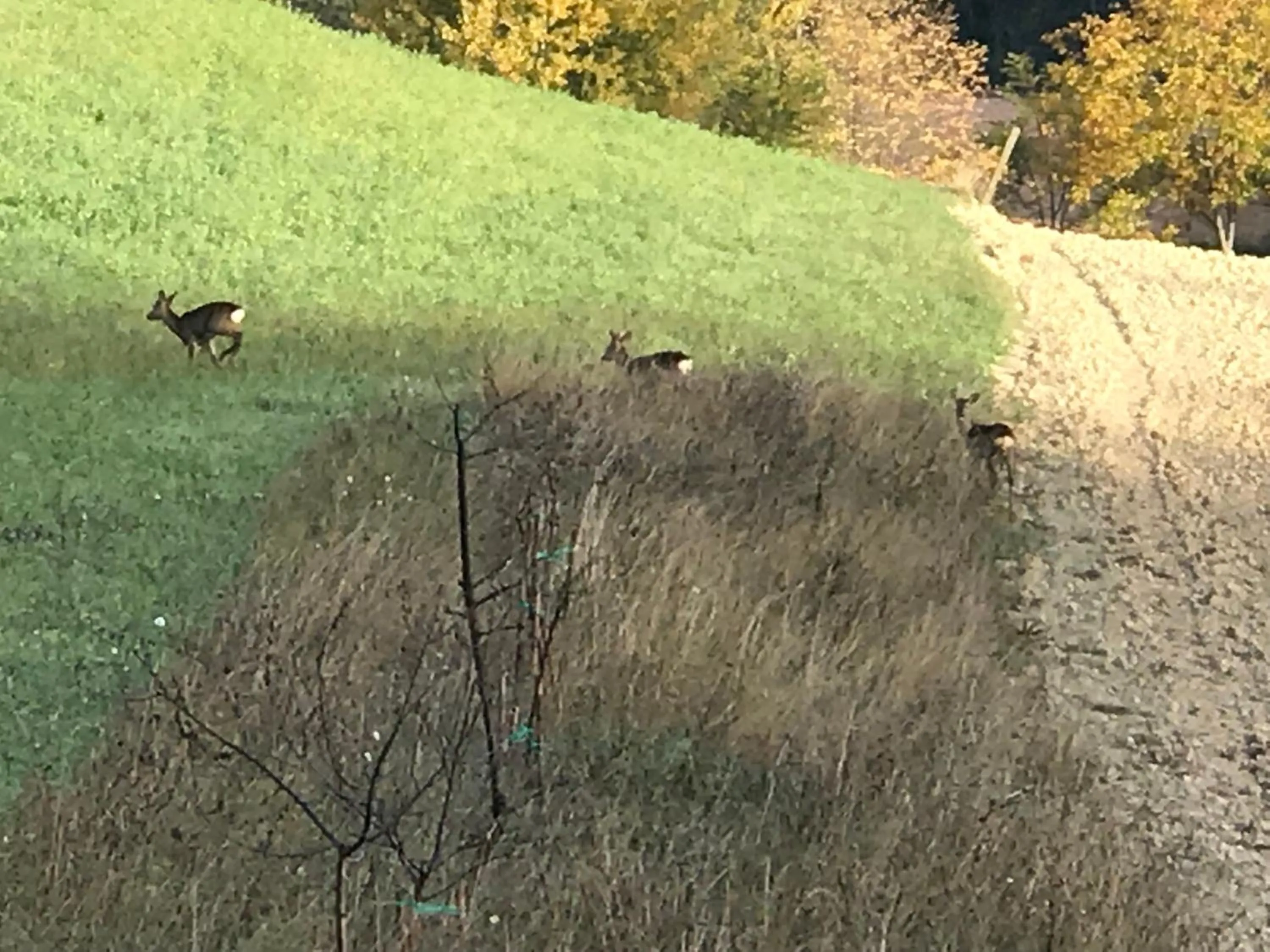 Animals in Agriturismo B&B La Cerasa