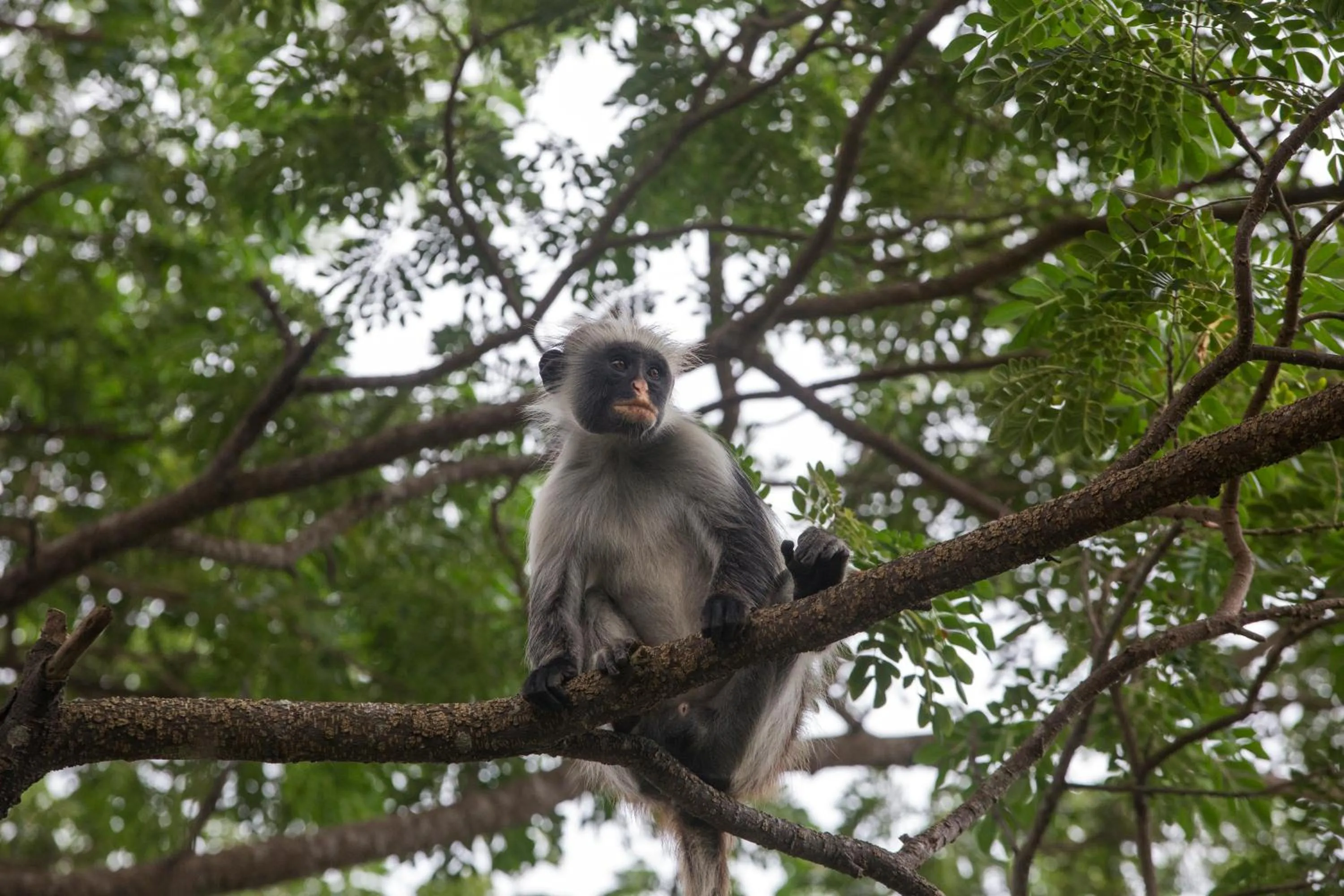 Animals in Antonio Beach Tree House Hotel & Spa