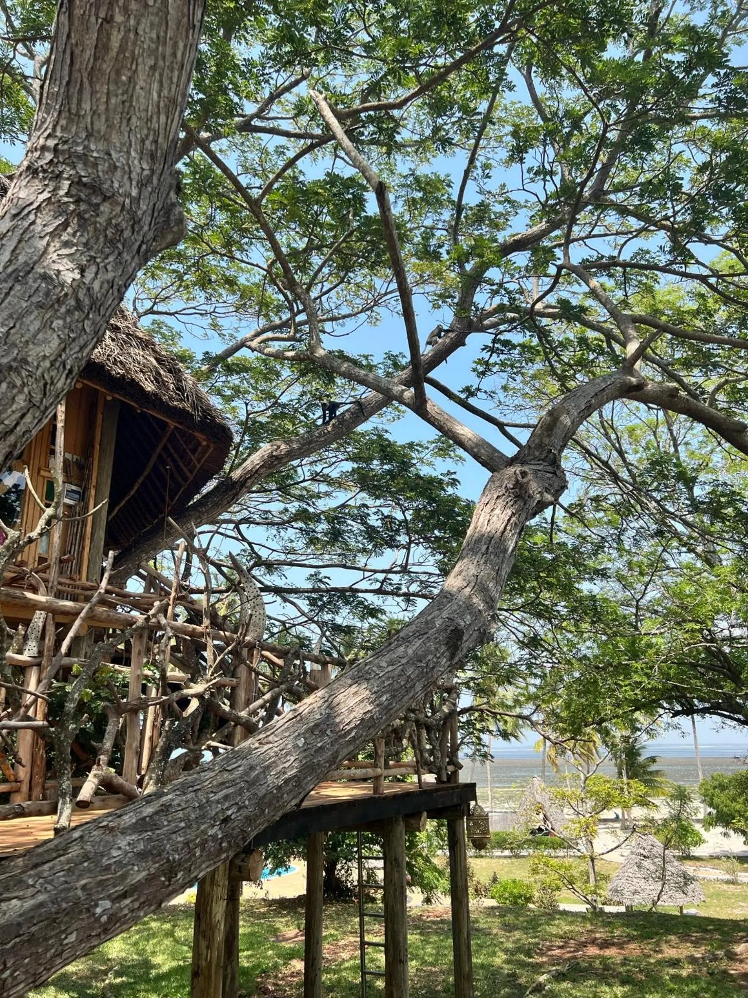 View (from property/room) in Antonio Beach Tree House Hotel & Spa