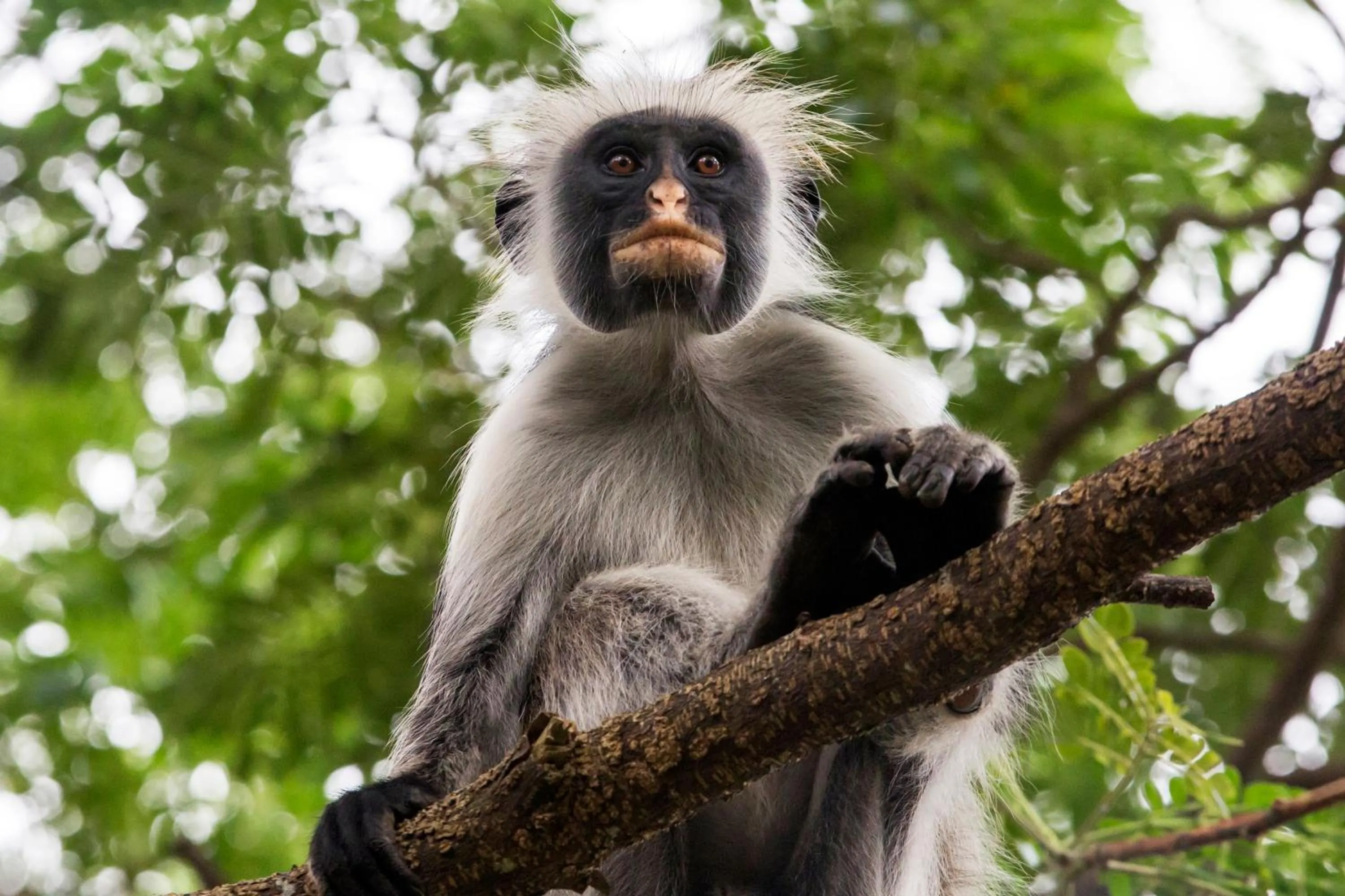 Animals in Antonio Beach Tree House Hotel & Spa