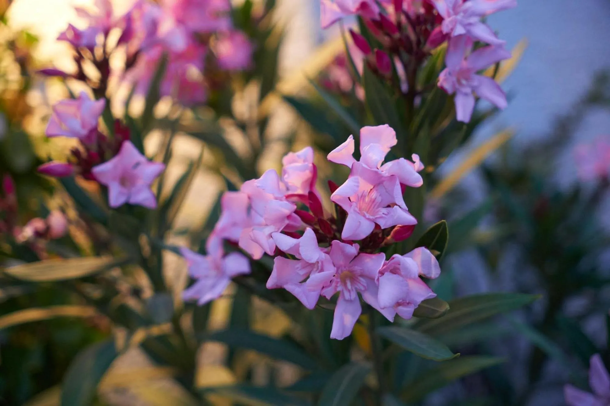 Garden in Phellos Suites Boutique Hotel