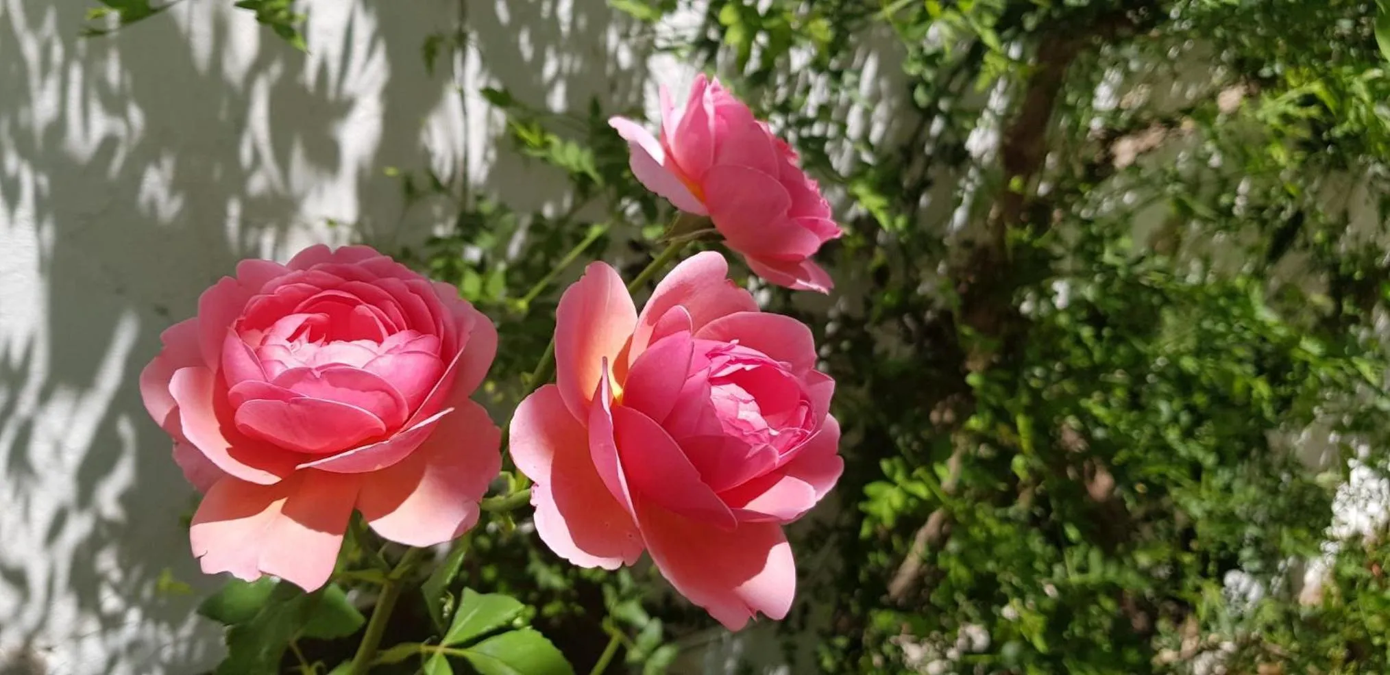 Casa Rural los Danzantes