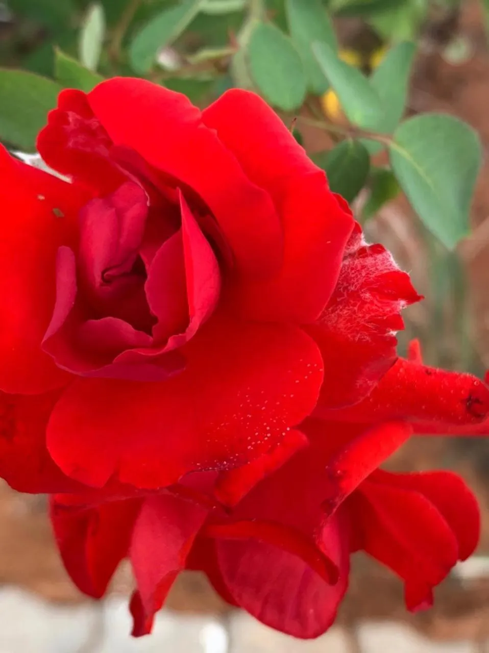 Garden in Kimberley Boutique Guest Lodge