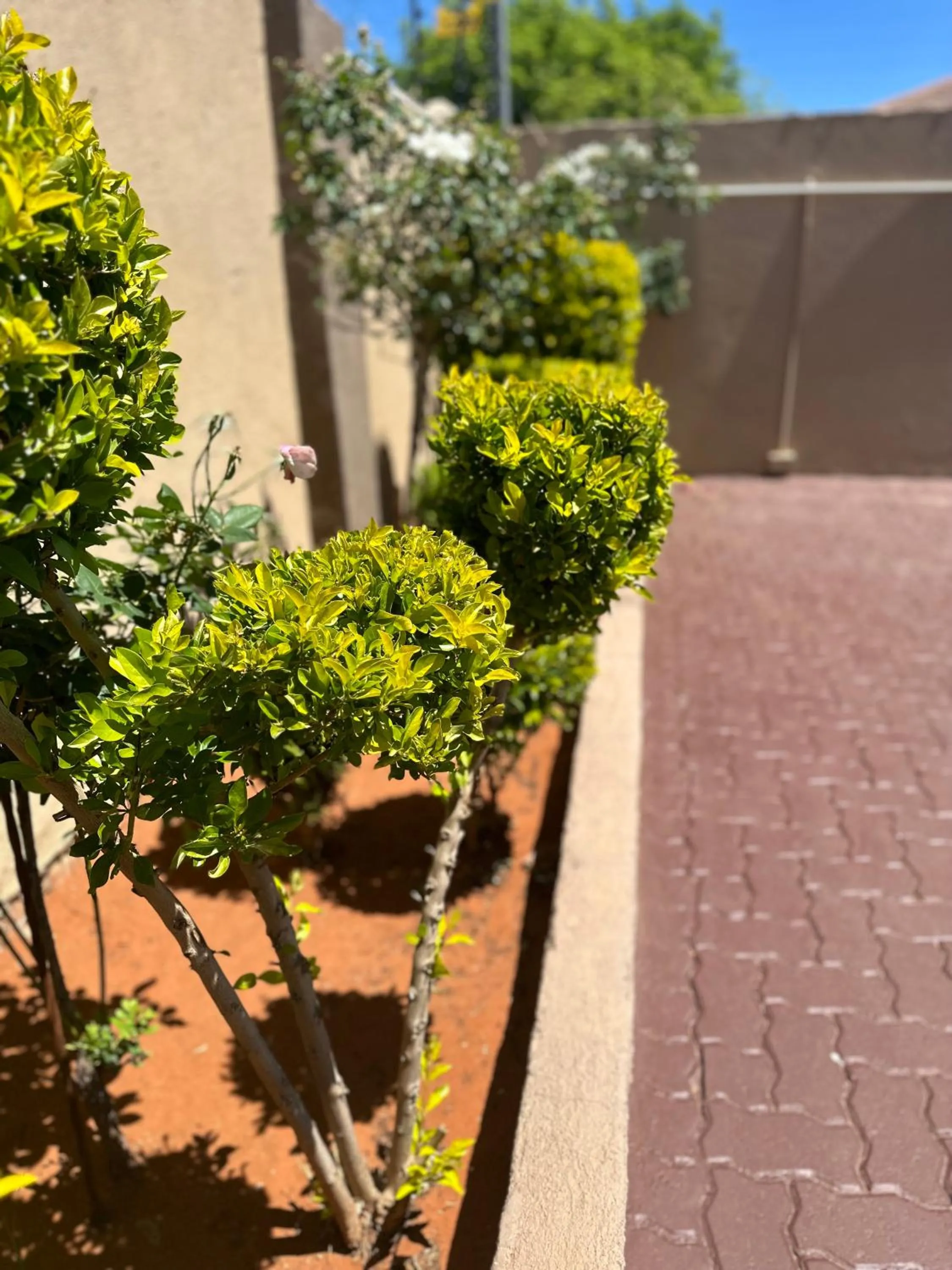 Garden in Kimberley Boutique Guest Lodge