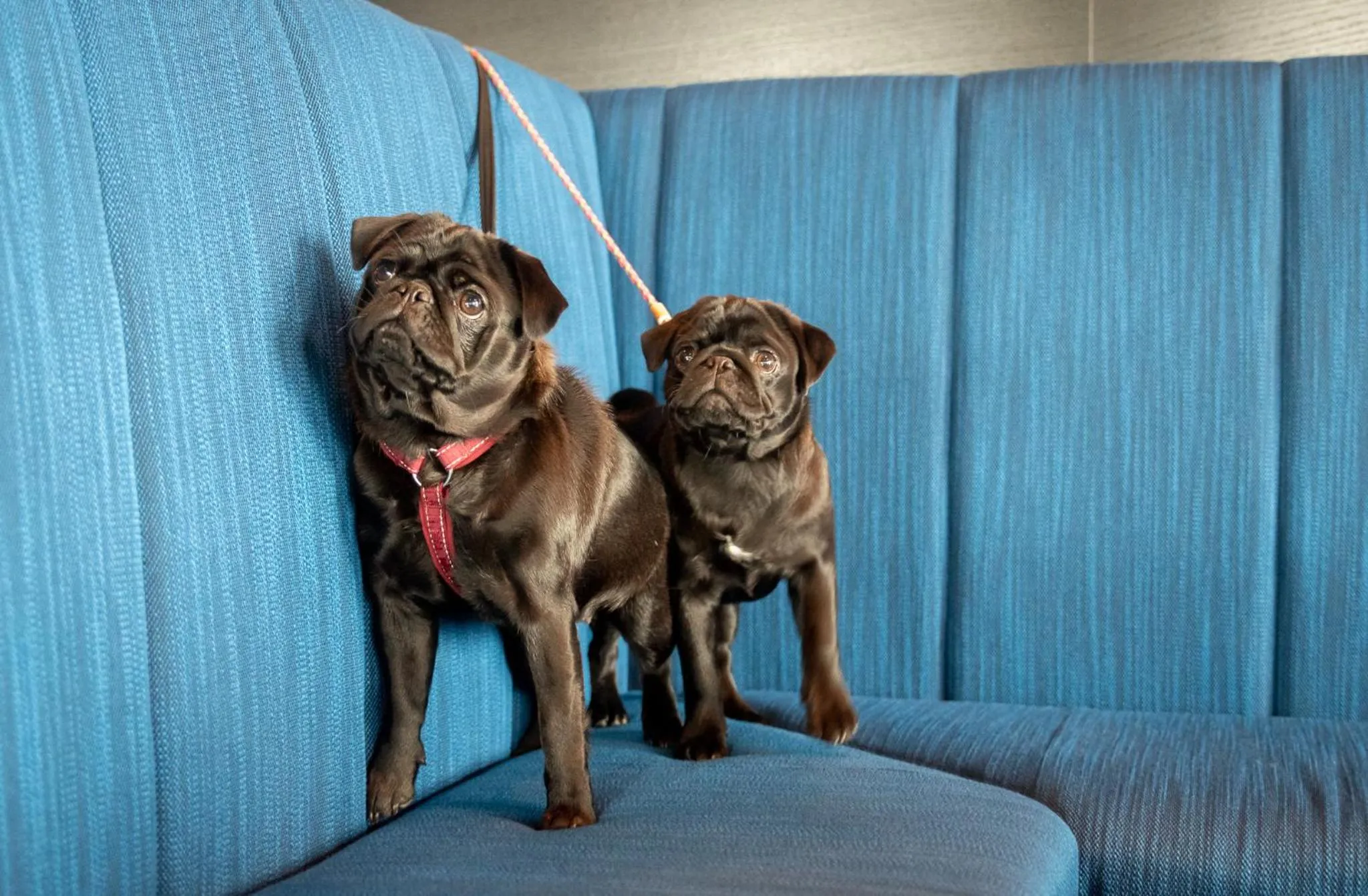 Pets in ProfilHotels Halmstad Plaza