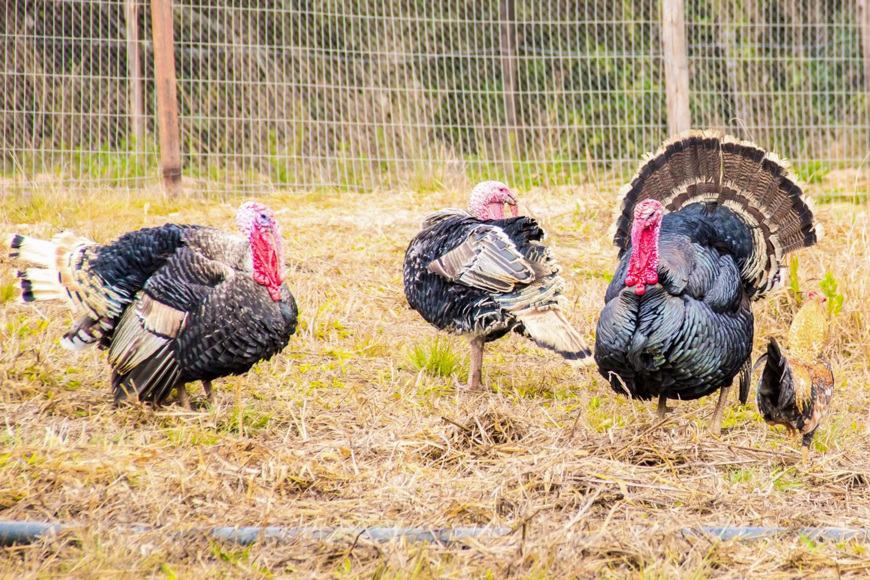 Day in Cassino All Inclusive Resort Poços de Caldas By Nacional Inn