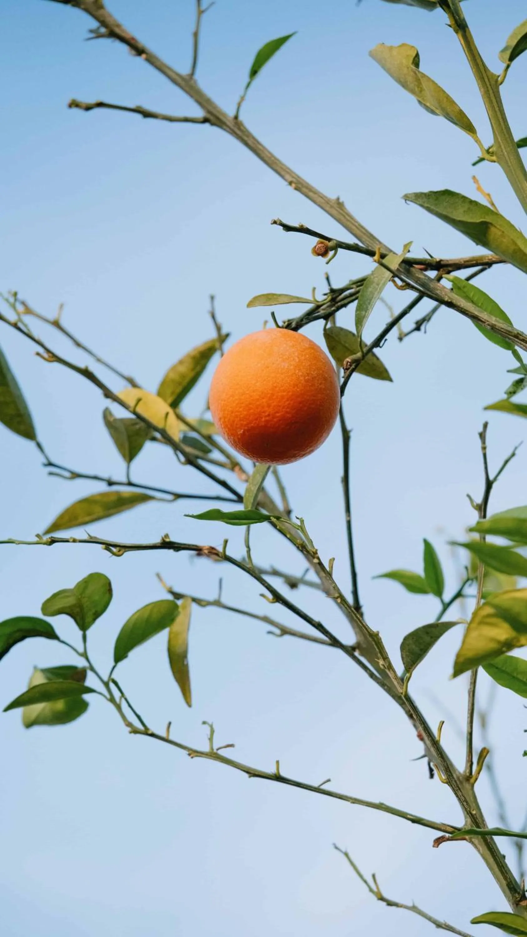 Day in Belci City House