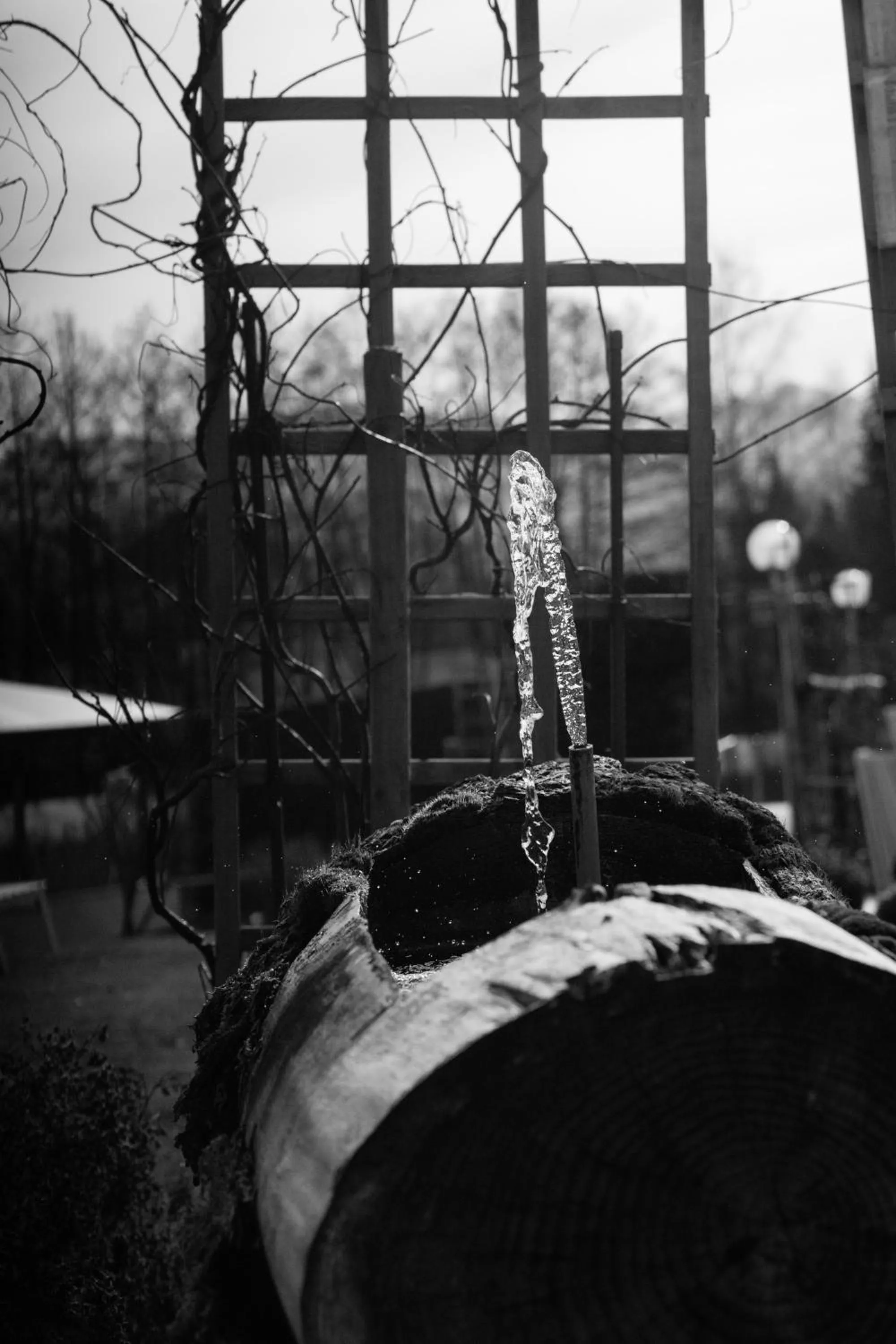 Garden in Hotel Seestuben