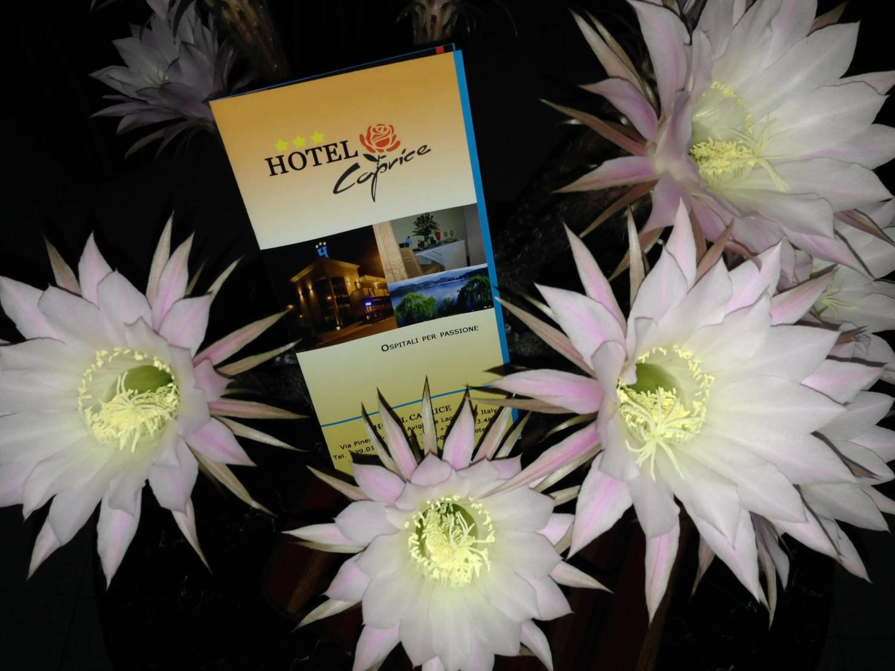 Property logo or sign in Caprice