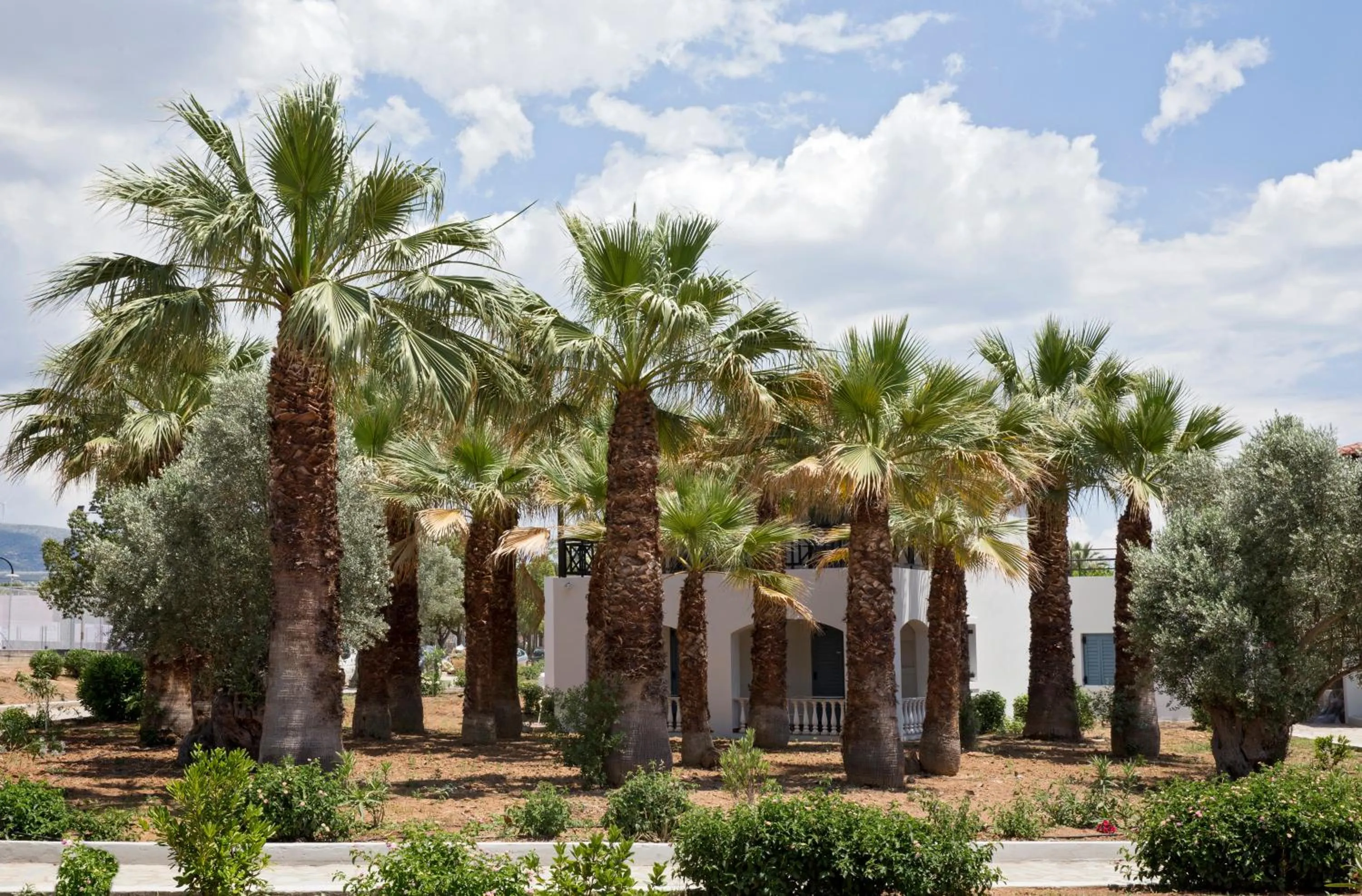 Garden in Zeus Eretria Resort