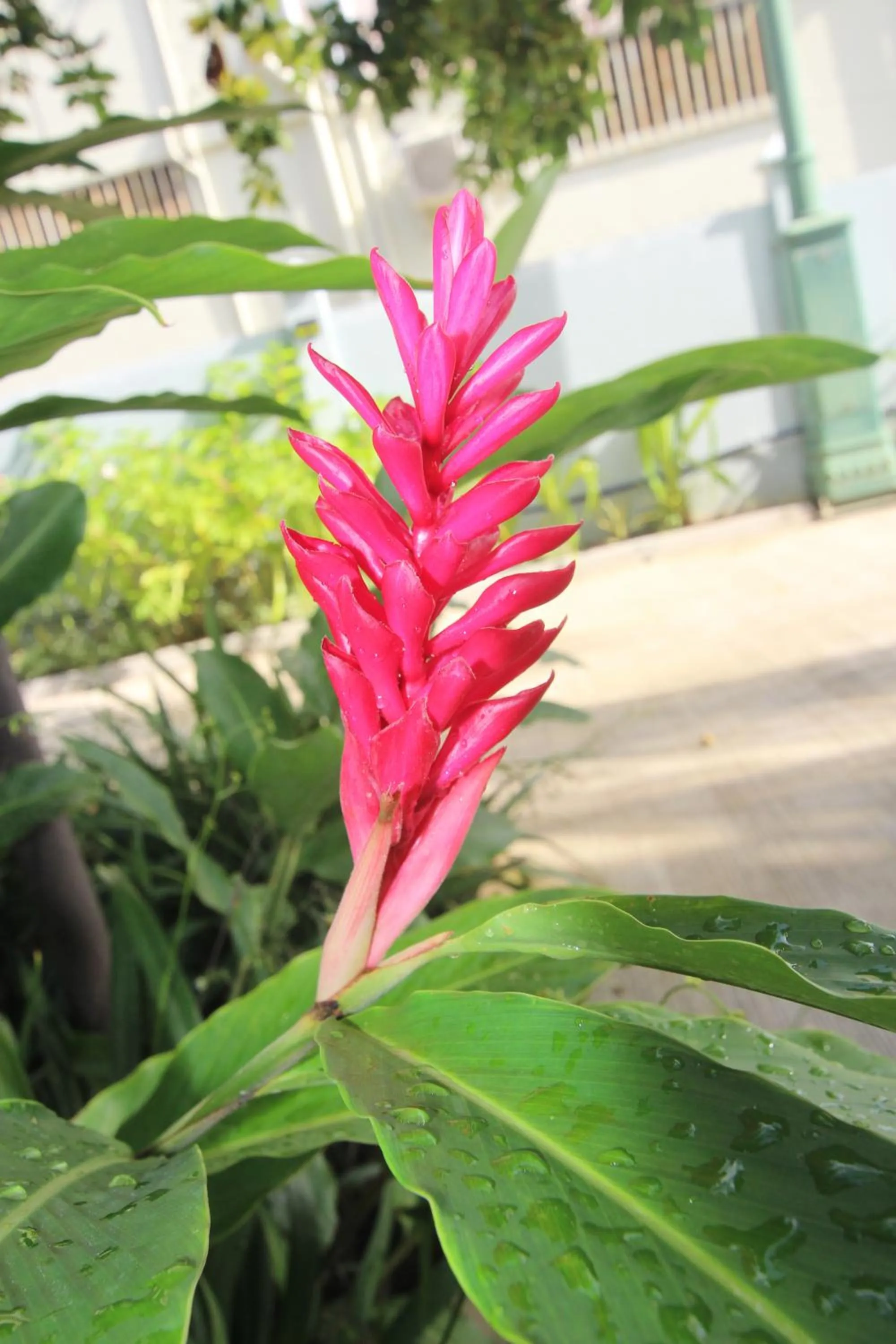 Garden in Castaway Lodge