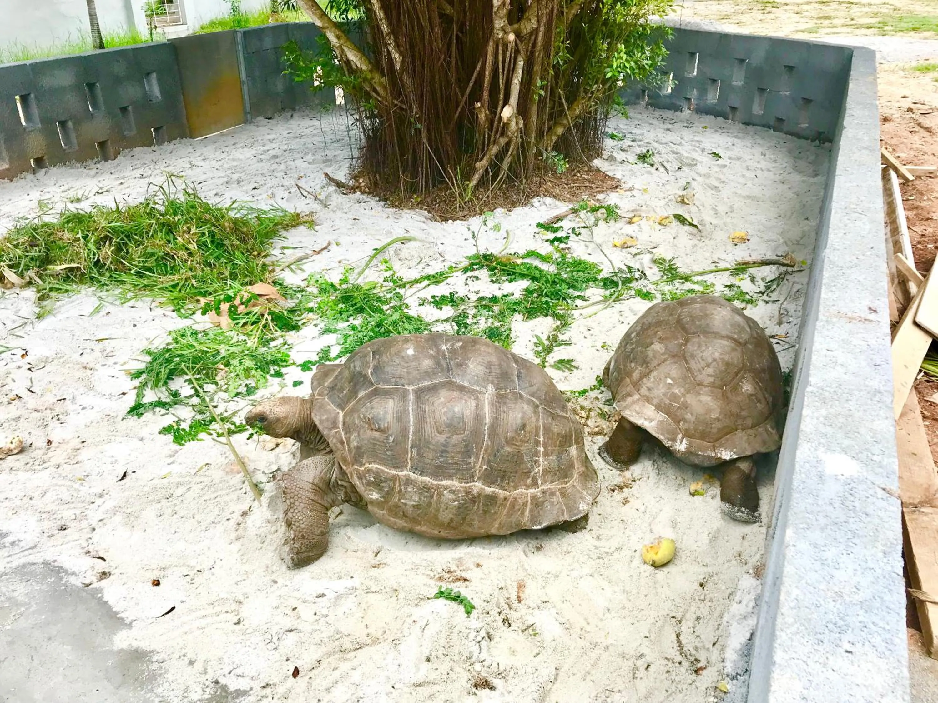 Animals in Castaway Lodge