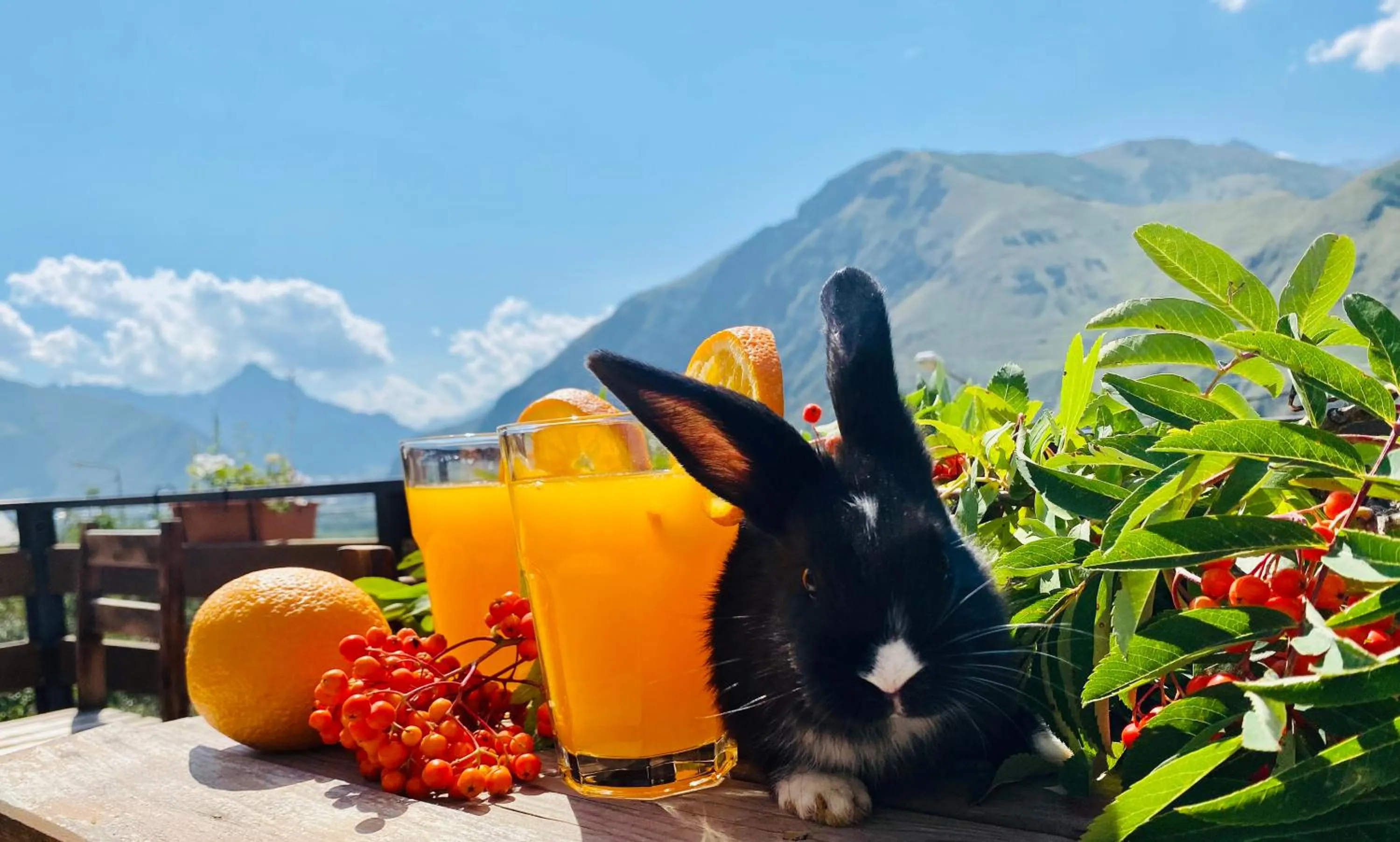 Animals in HOTEL KAZBEGI 1963