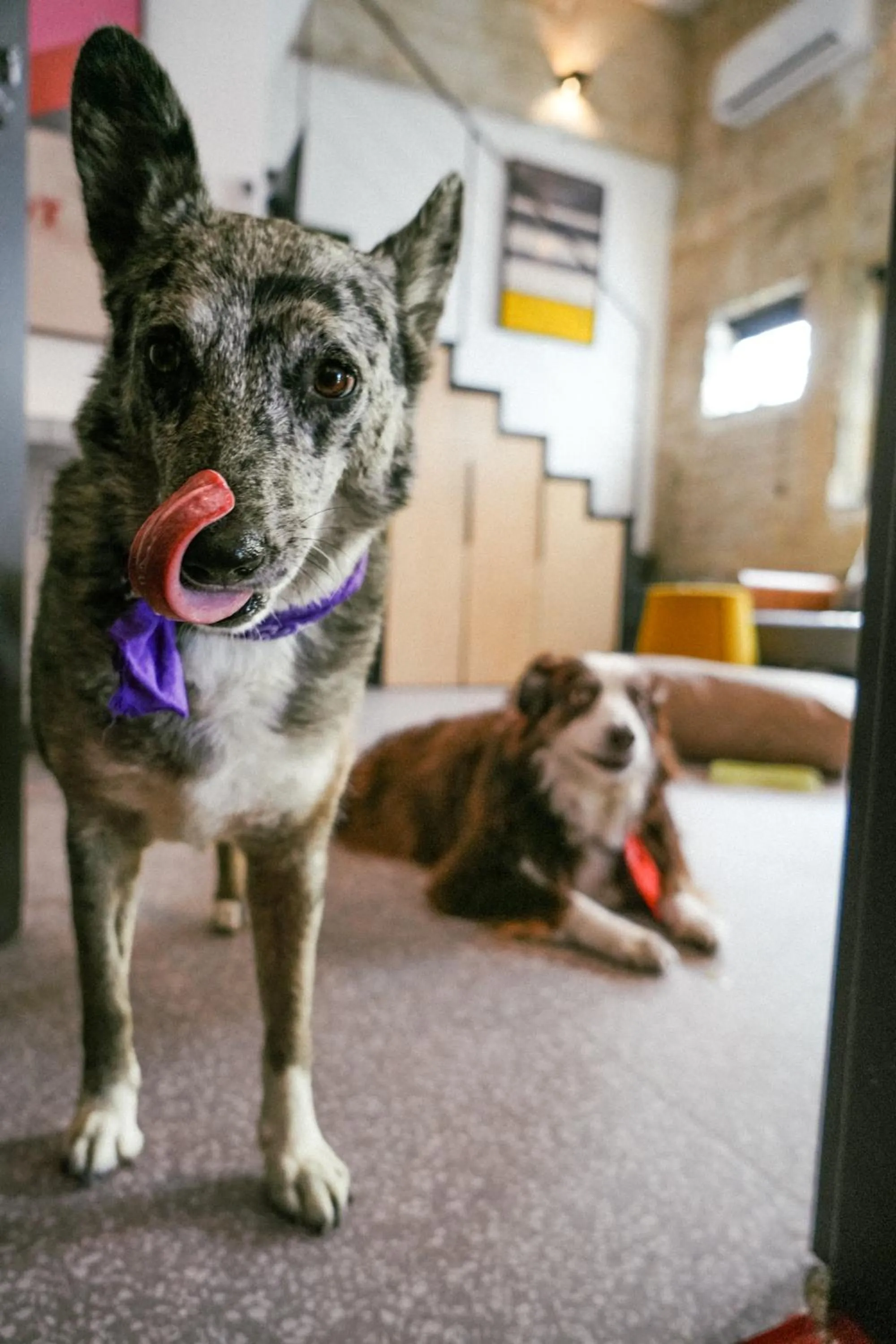 Pets in Silicate - by Loginn Tel-Avivian hotels