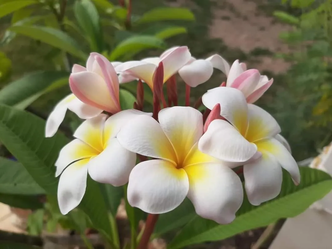 Garden in La mia Casa nelle Marche