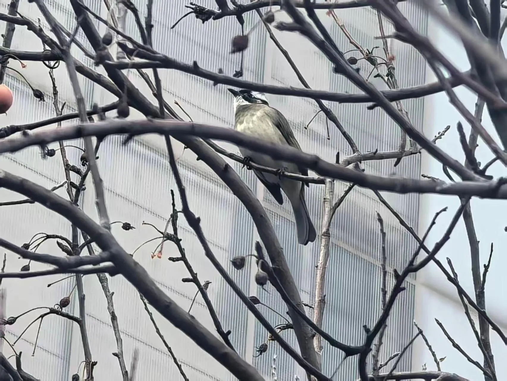 Beijing Jingyuan Courtyard Hotel