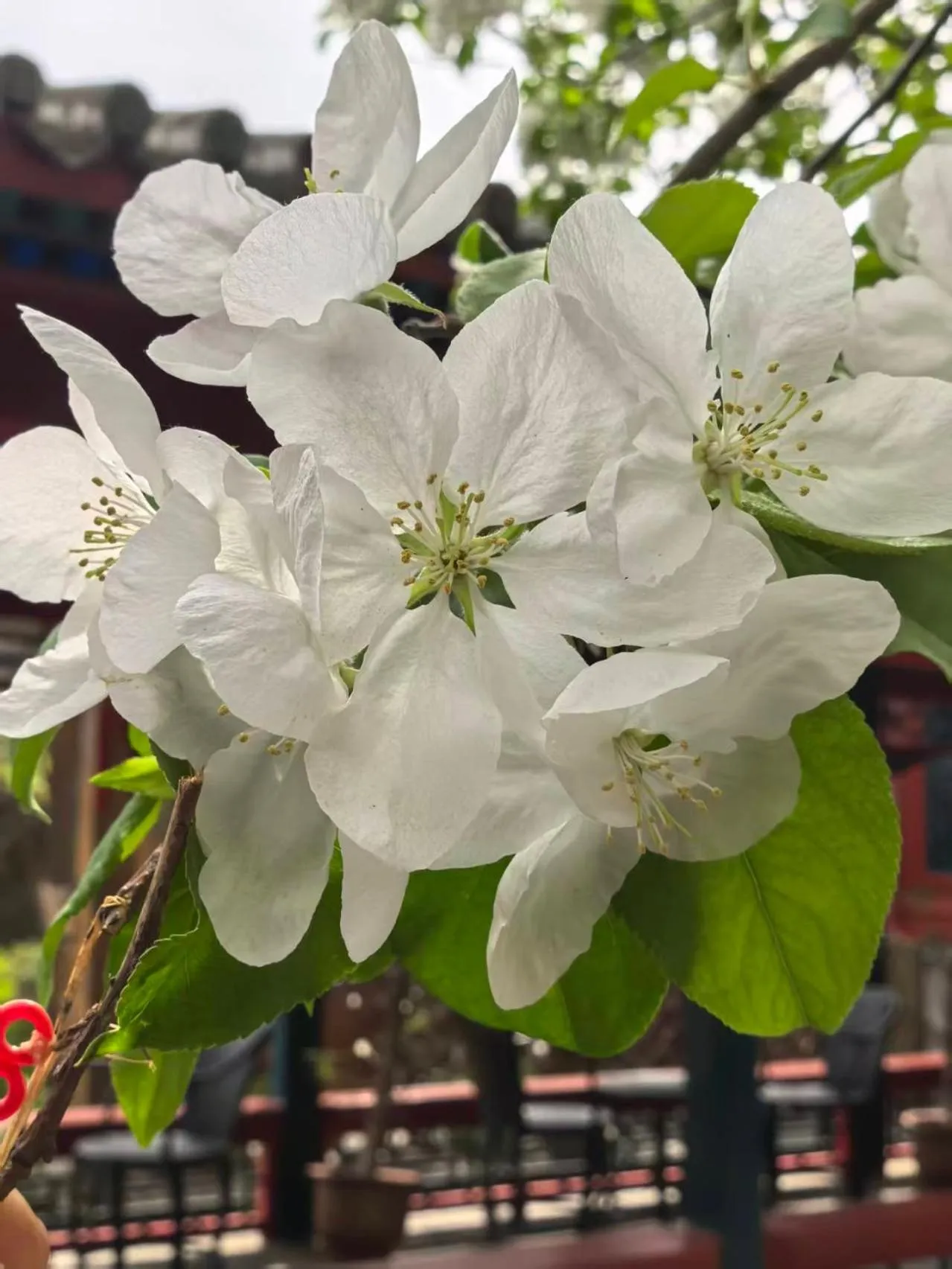 Beijing Jingyuan Courtyard Hotel