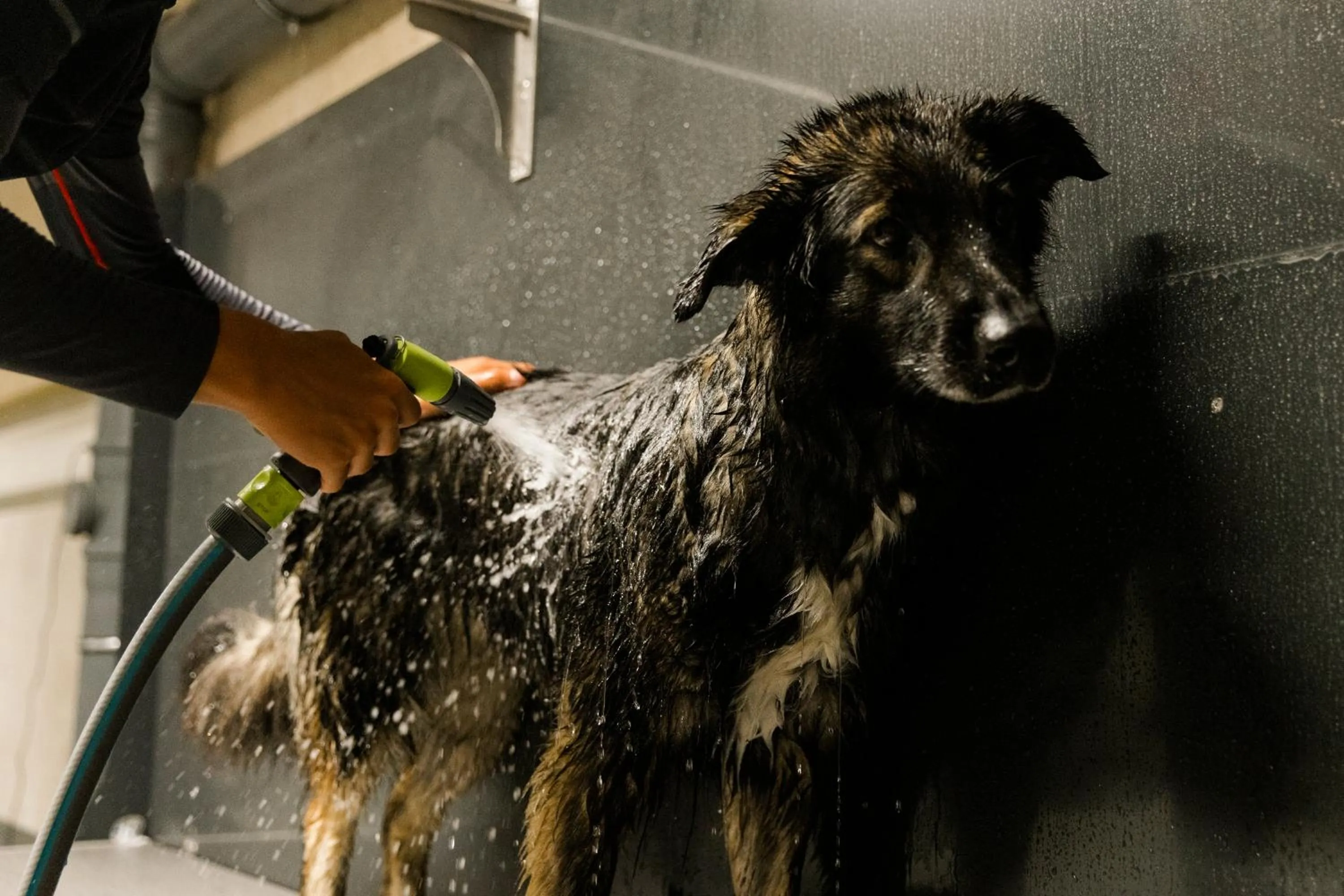 Pets in ADEA Lifestyle Suites Fieberbrunn