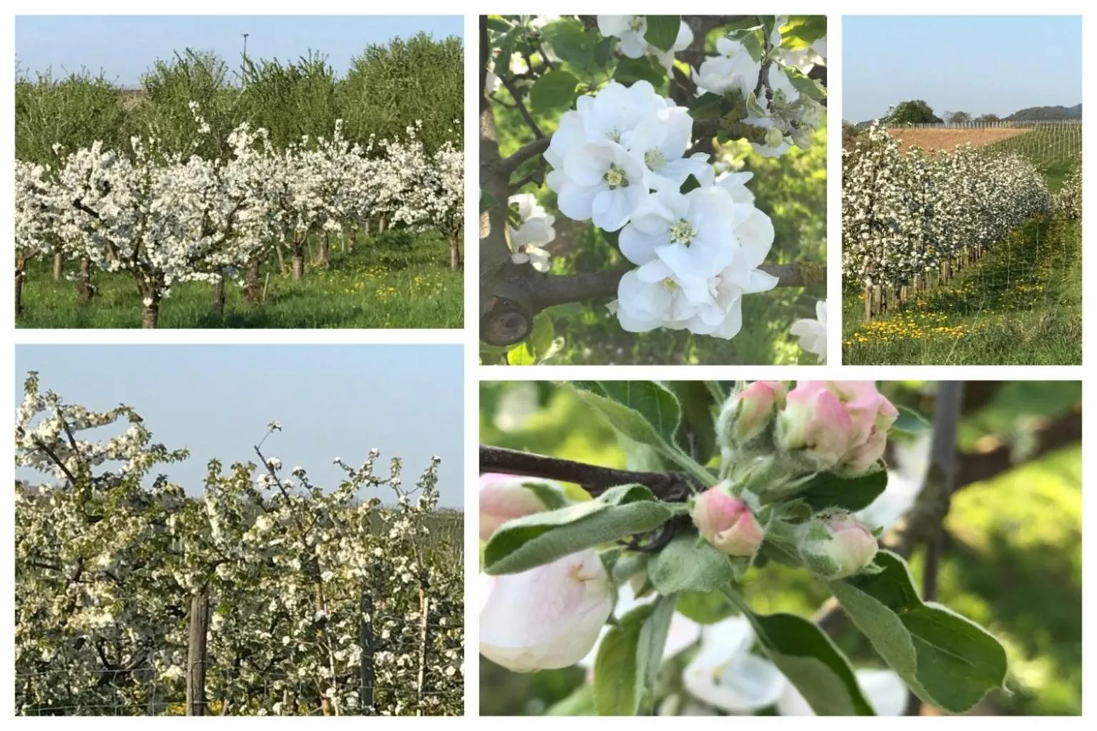 Other in Krone Britzingen