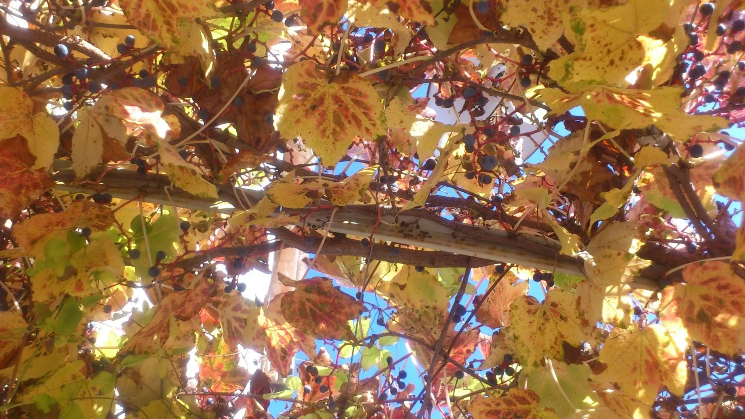Garden view in Poggio Dei Prugnoli