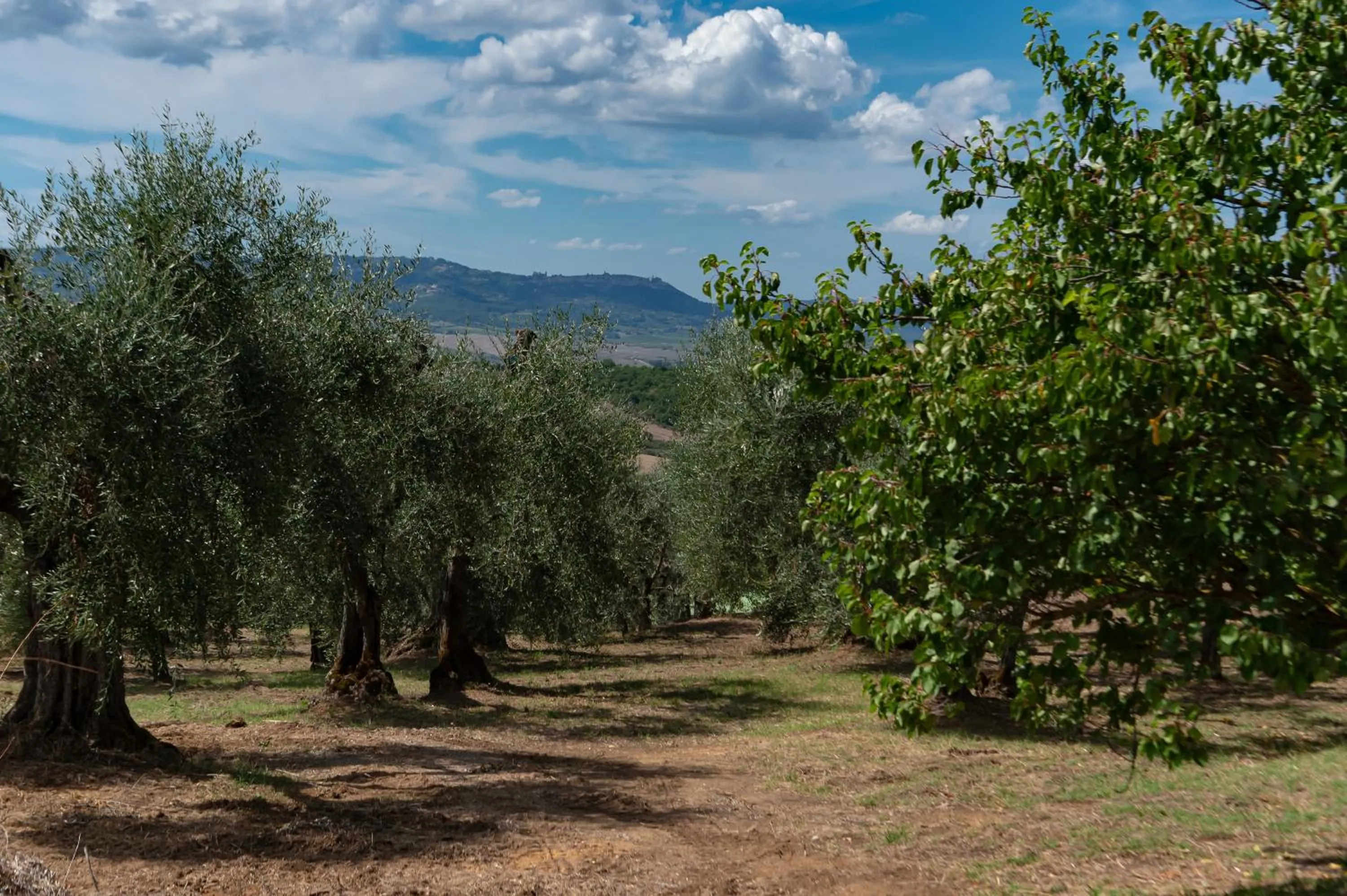 Il Miraggio in Val d'Orcia Relais & Spa