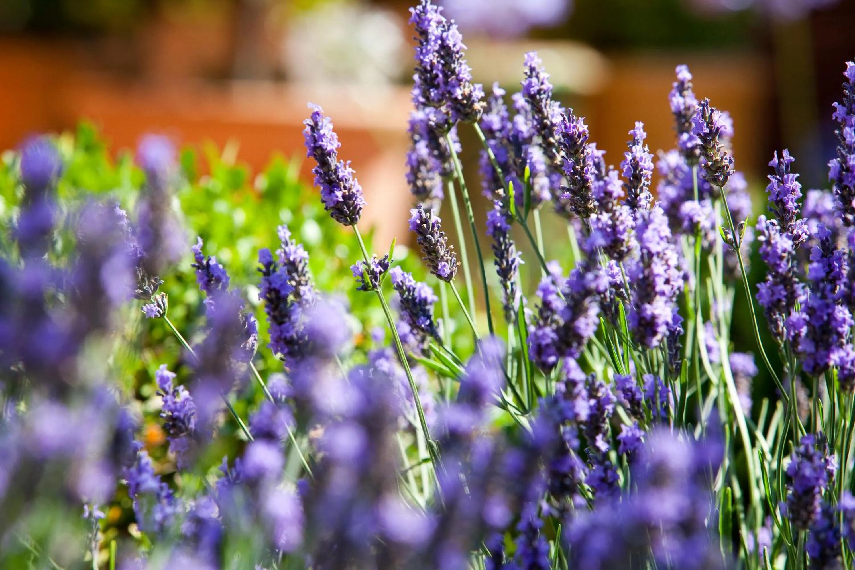 Spring in Le Mouillage