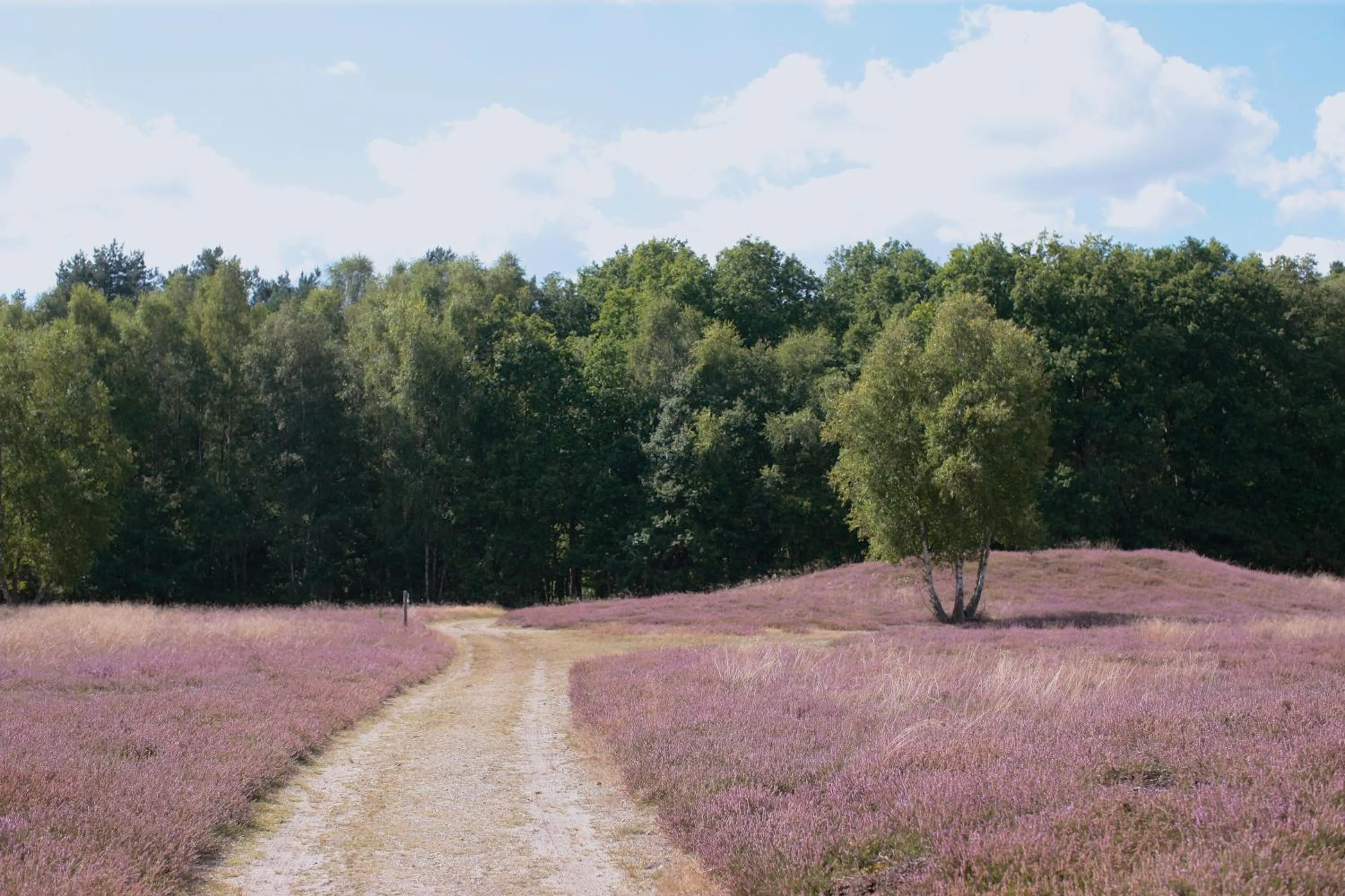 Natural landscape in Ringhotel Fährhaus