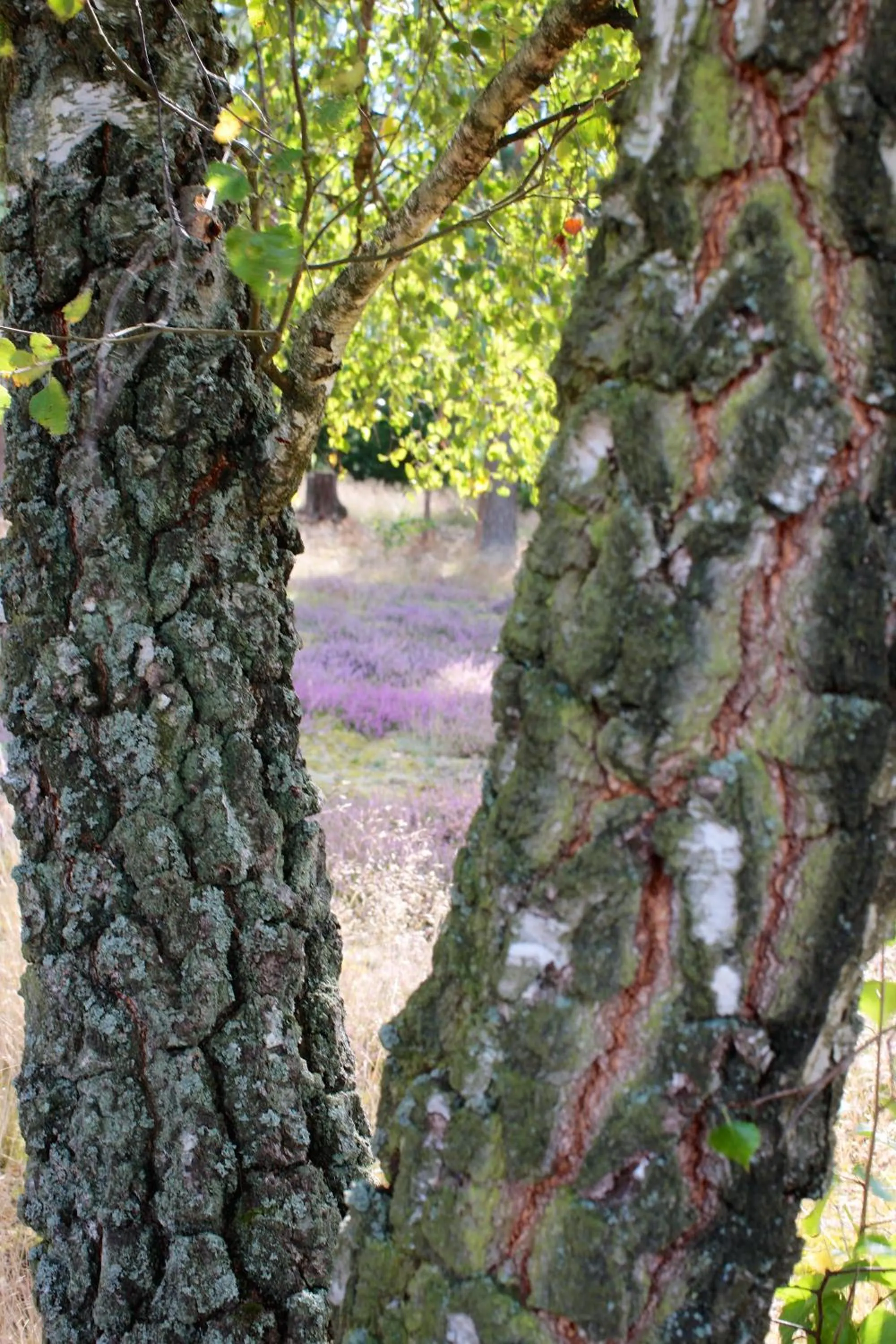 Natural landscape in Ringhotel Fährhaus