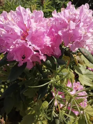 Garden in Hotel Lugerhof