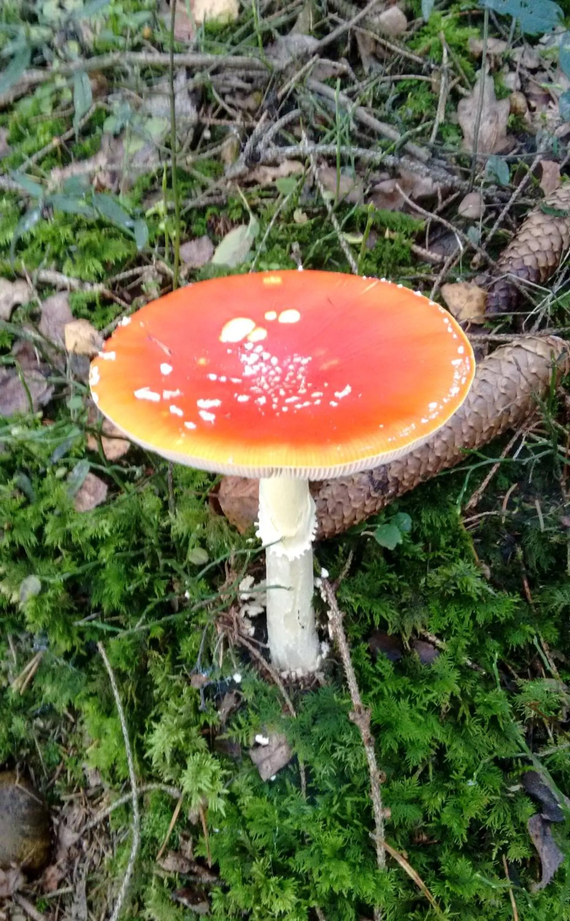 Natural landscape in Hotel Lugerhof