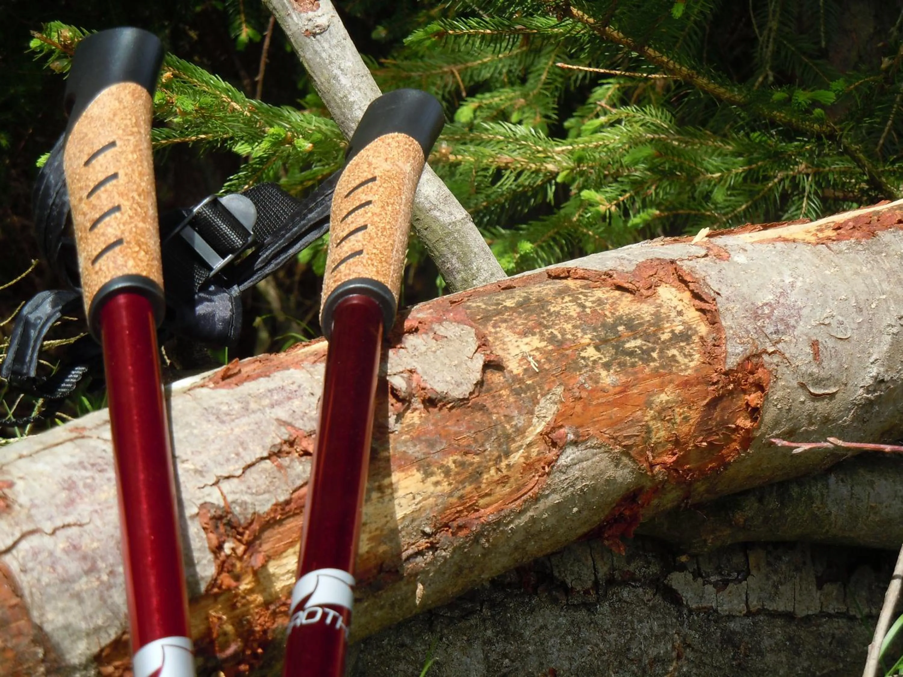 Hiking in Hotel Lugerhof