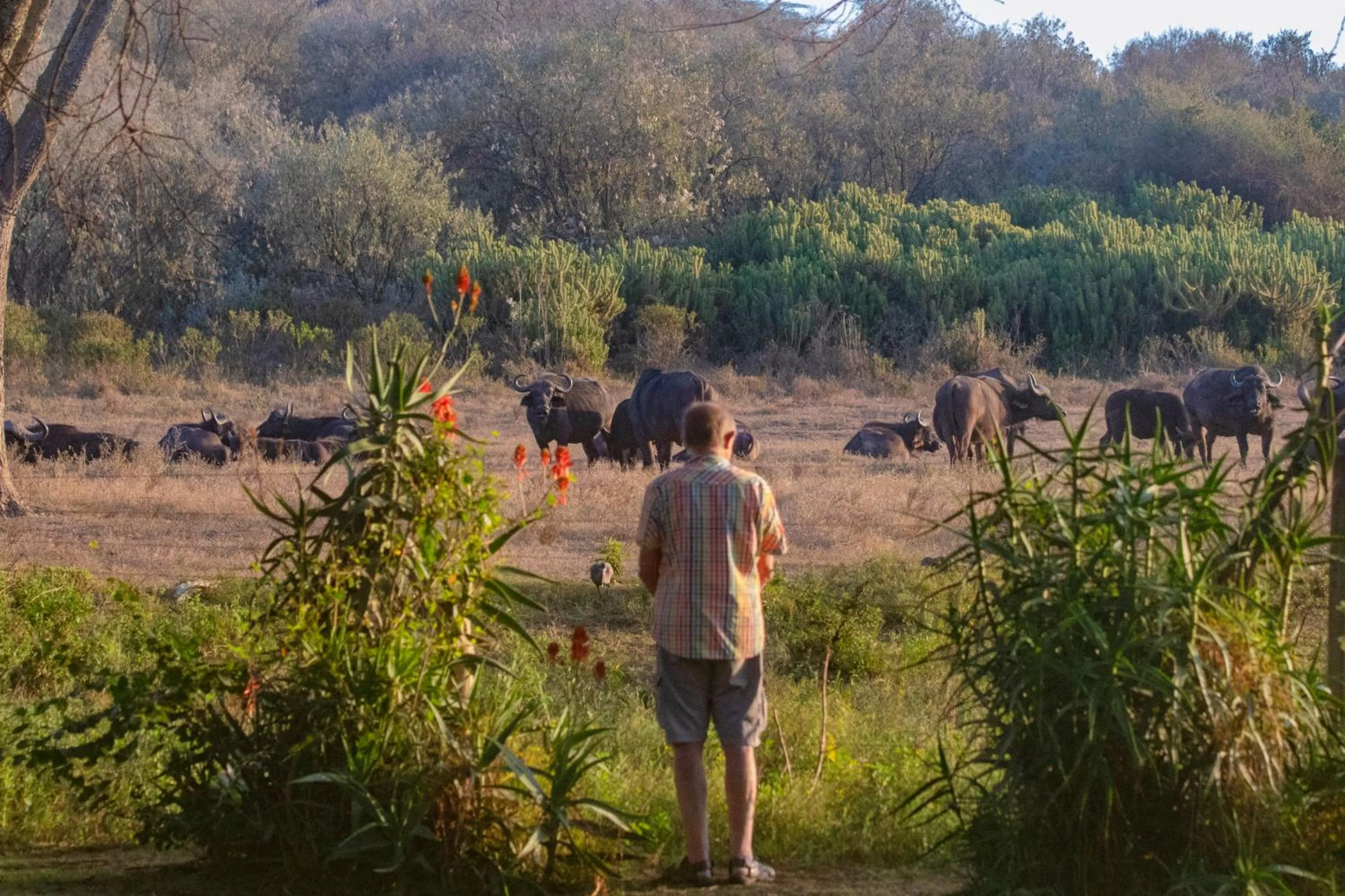 Animals in Chui Lodge