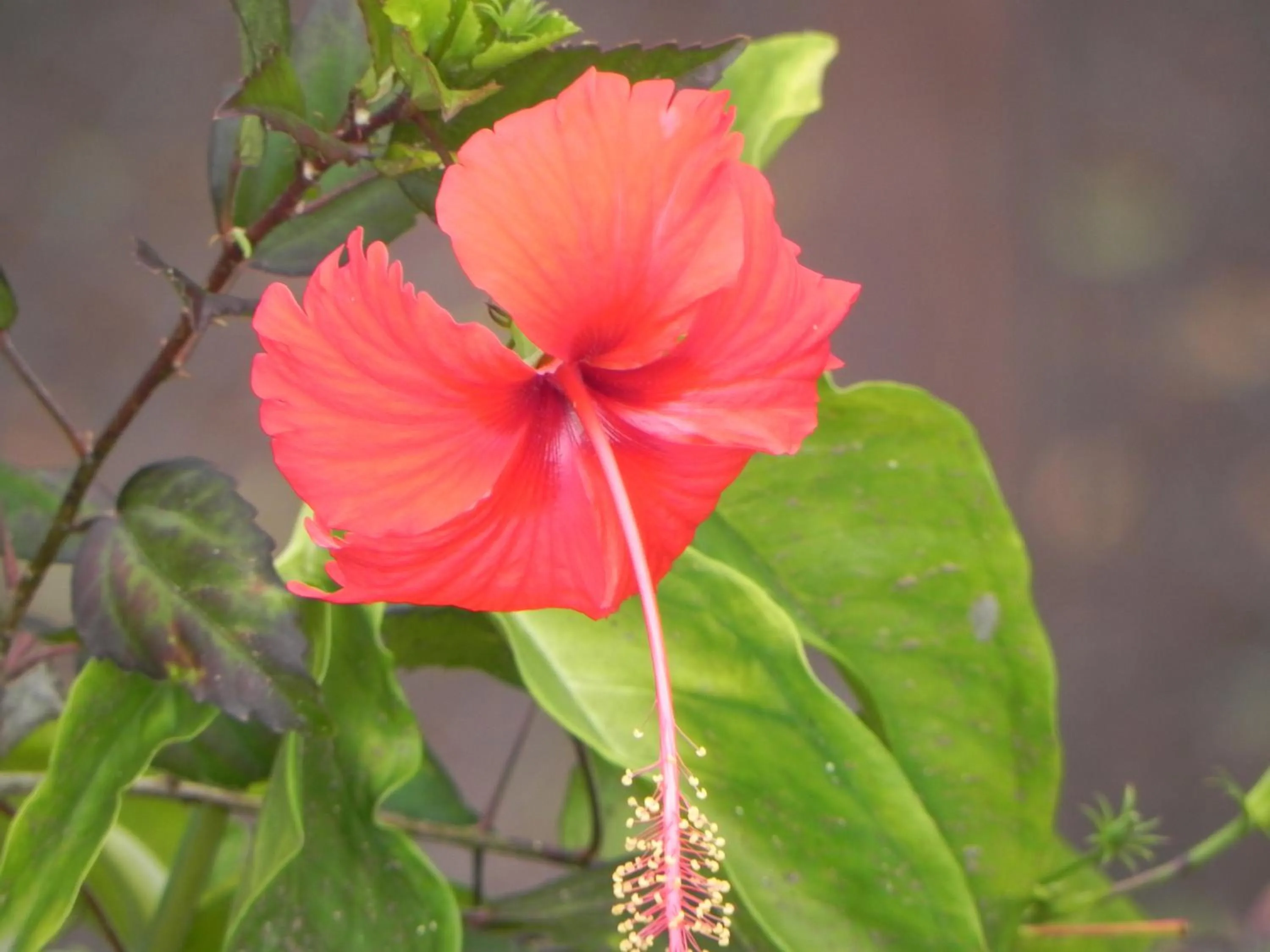 Natural landscape in Villa Touloulou