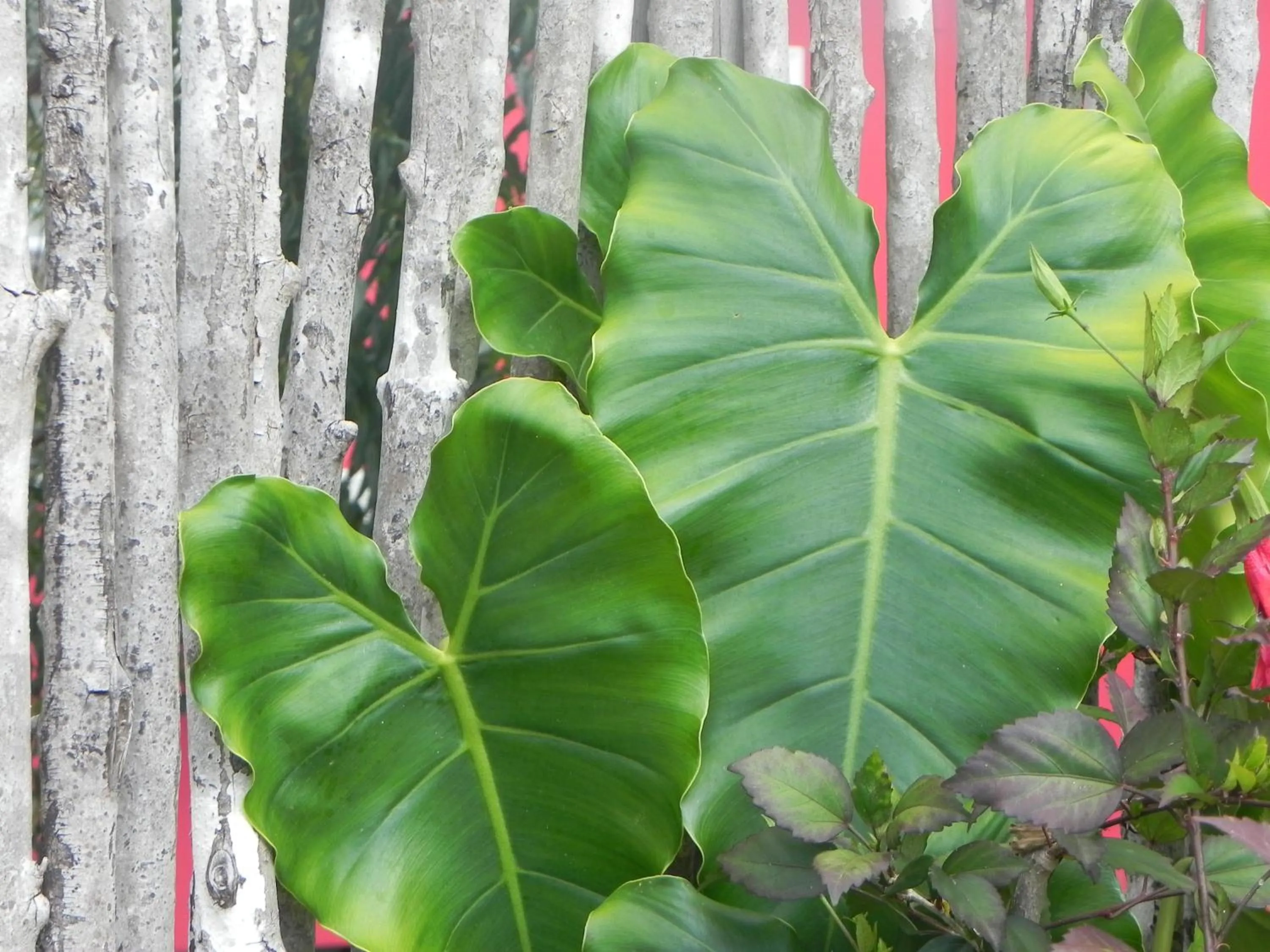 Garden in Villa Touloulou