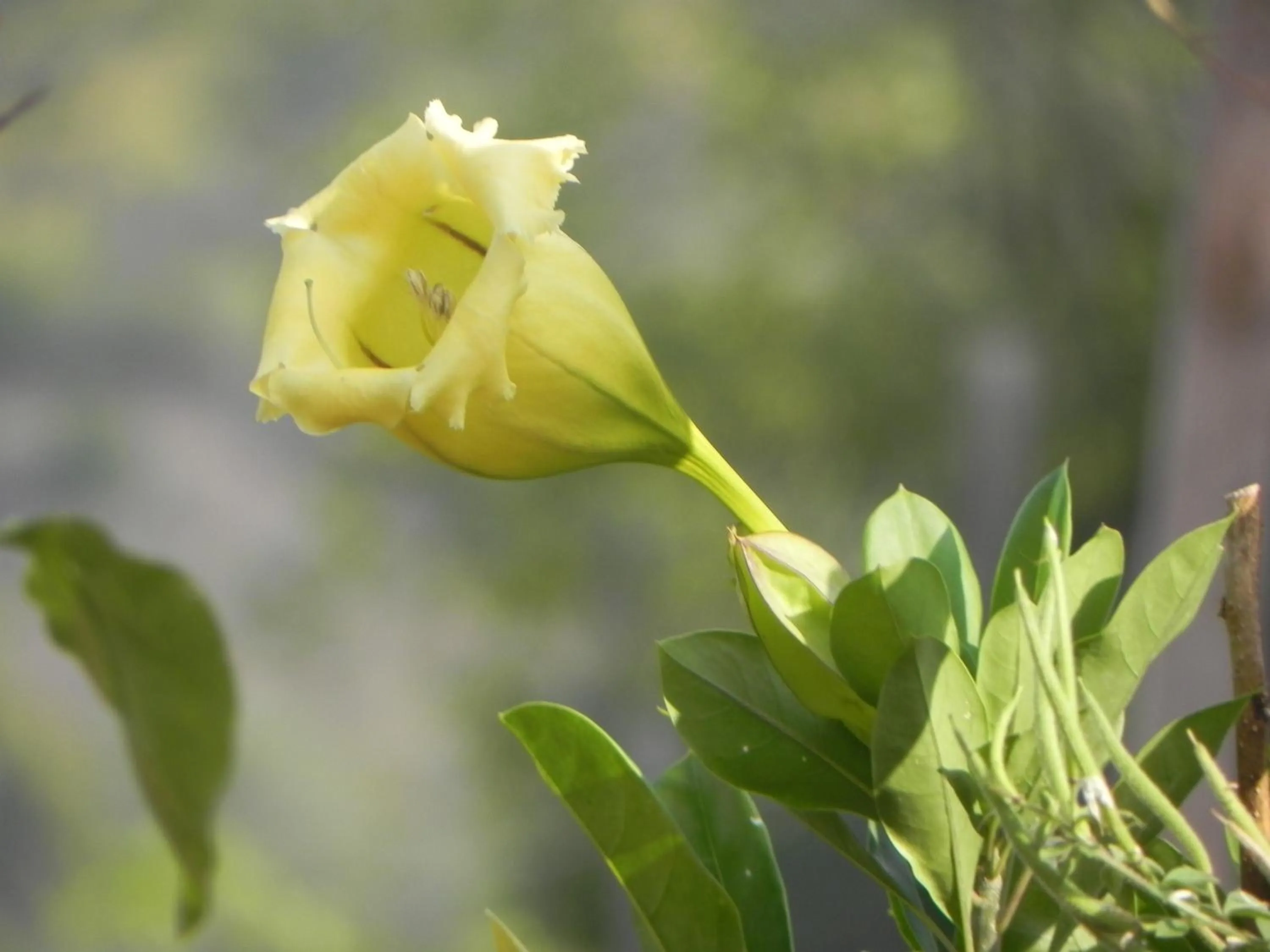 Garden in Villa Touloulou
