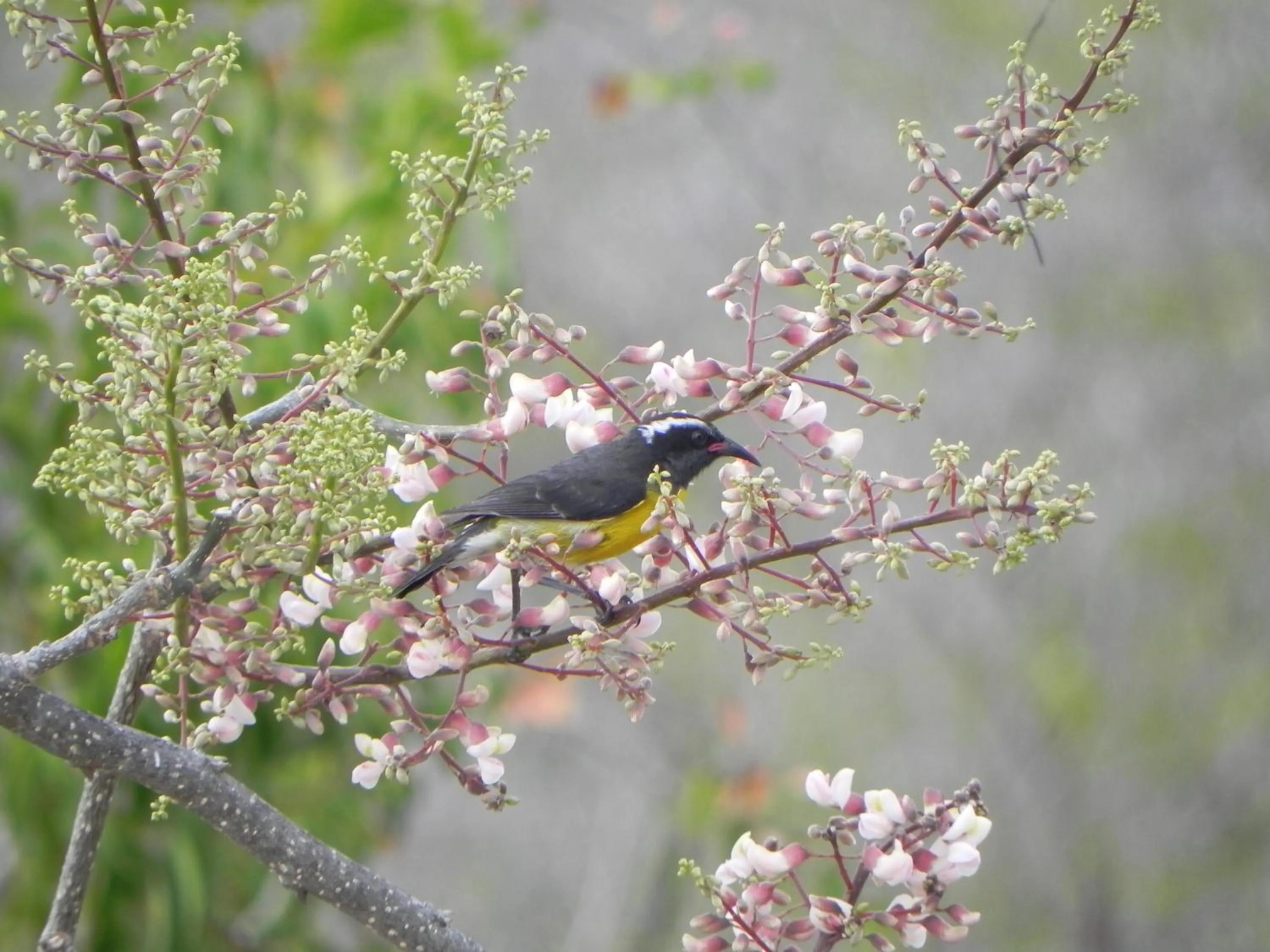 Garden in Villa Touloulou