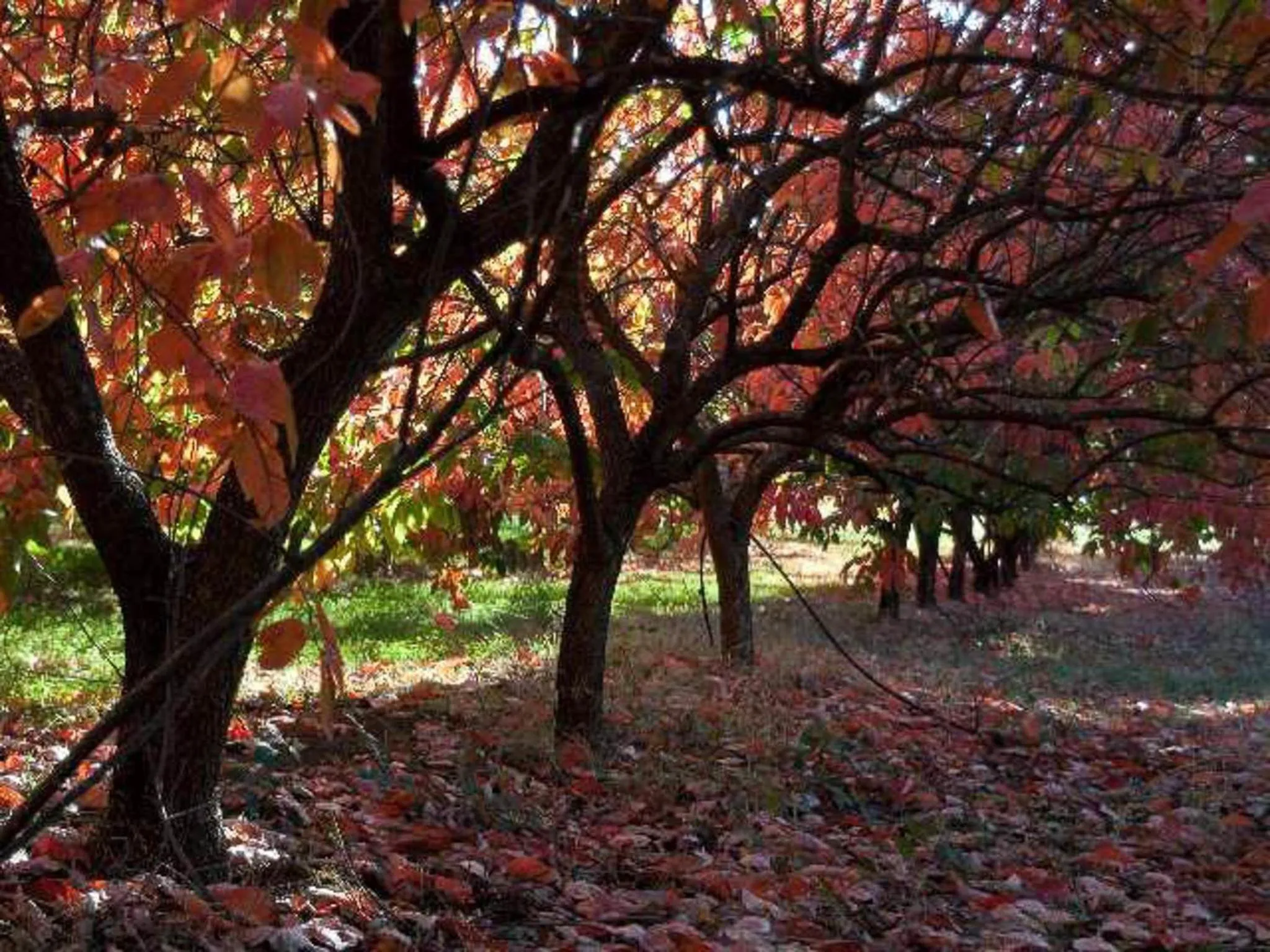 Natural landscape in Balingup Heights Hilltop Forest Cottages