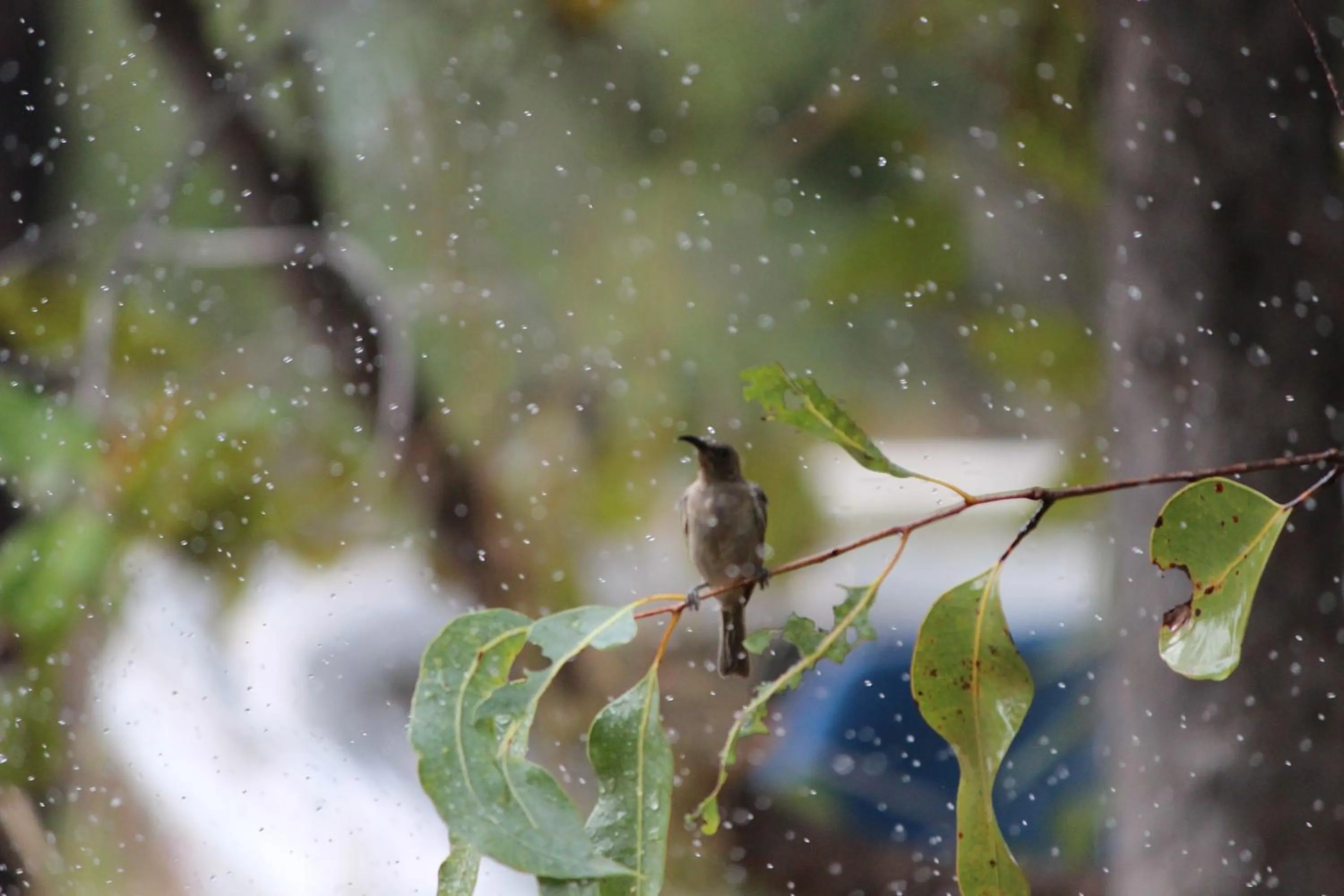 View (from property/room) in Aurora Kakadu Lodge