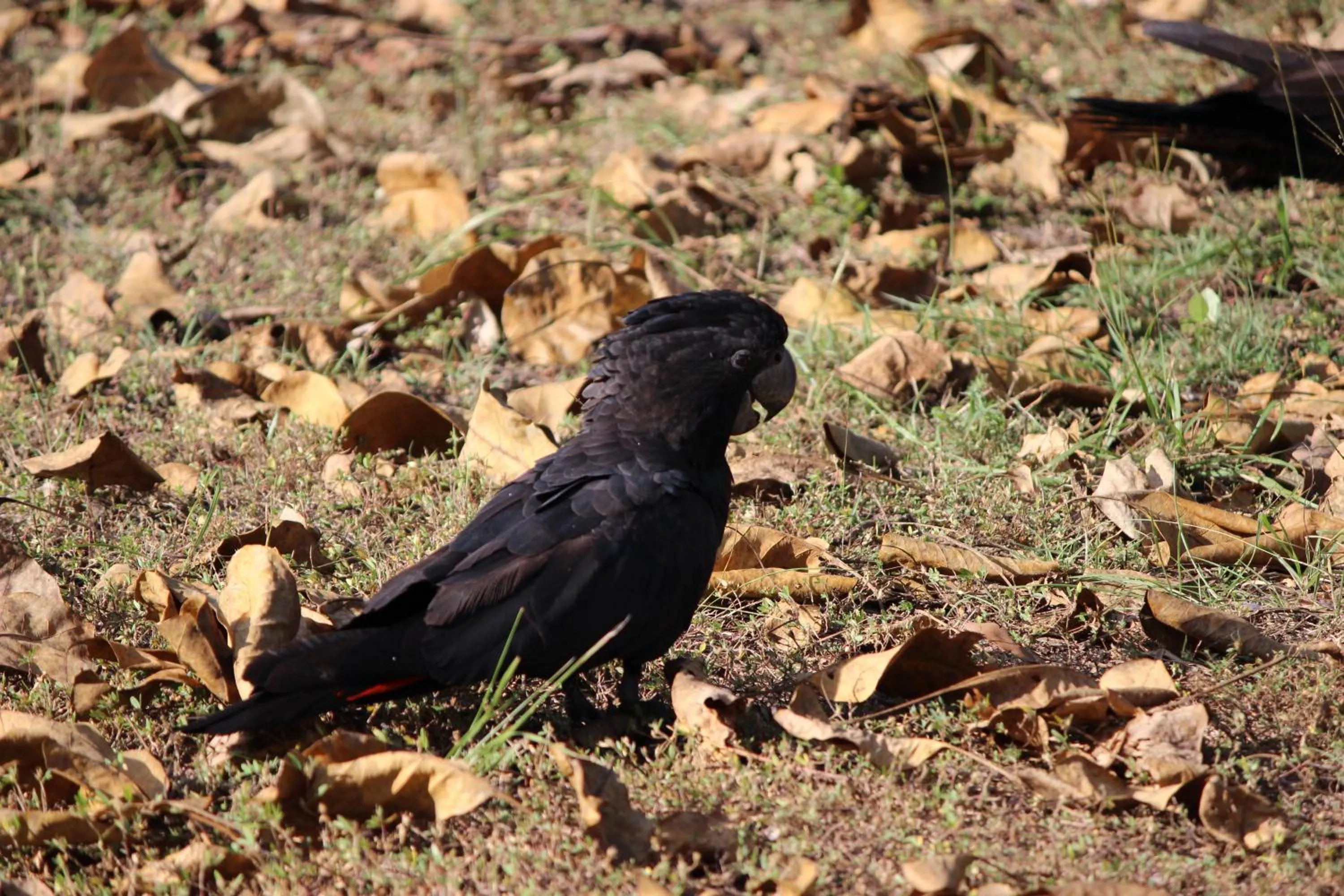 View (from property/room) in Aurora Kakadu Lodge